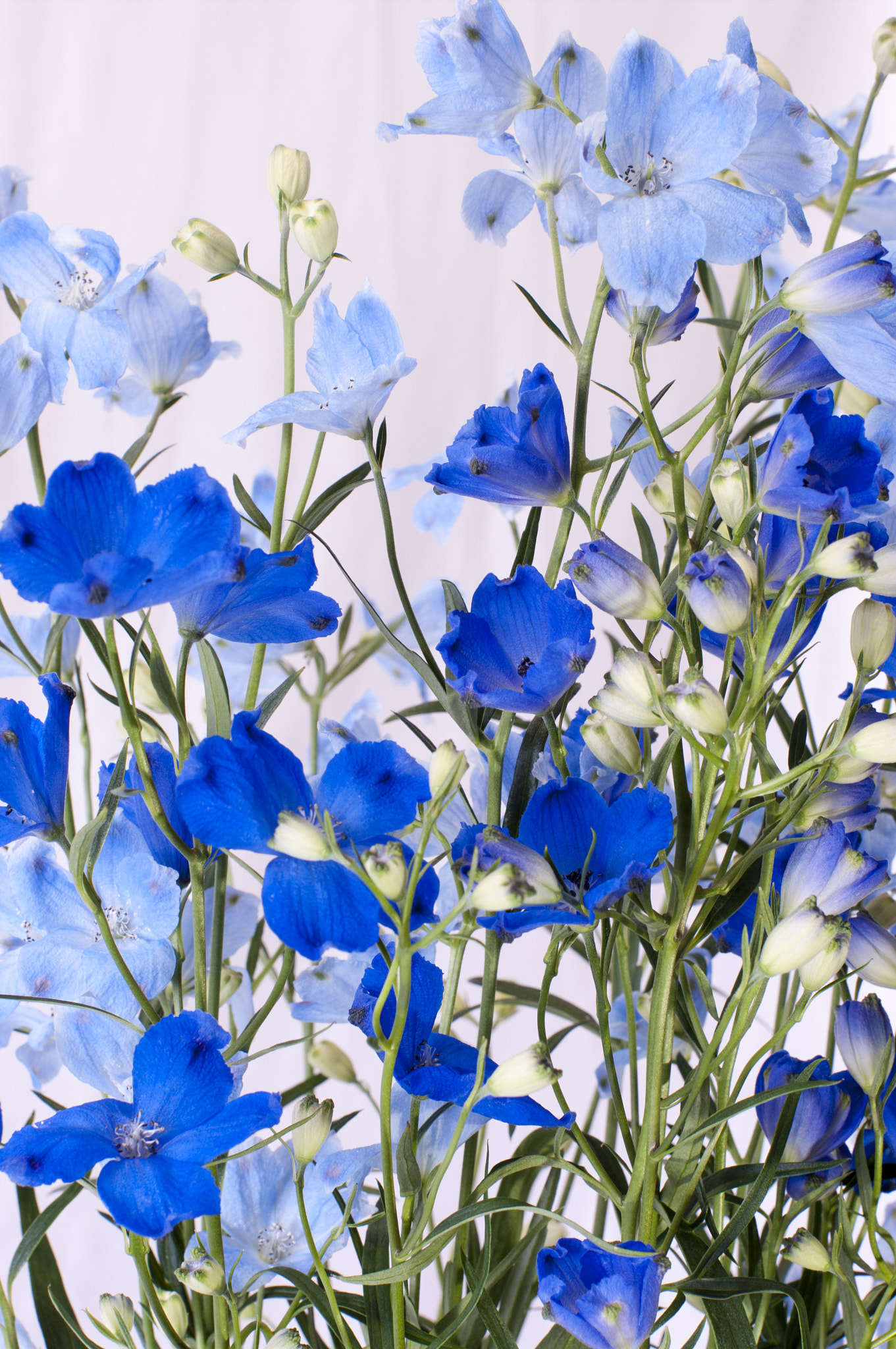 Pentax smc FA 50mm F1.4 sample photo. Blue photography