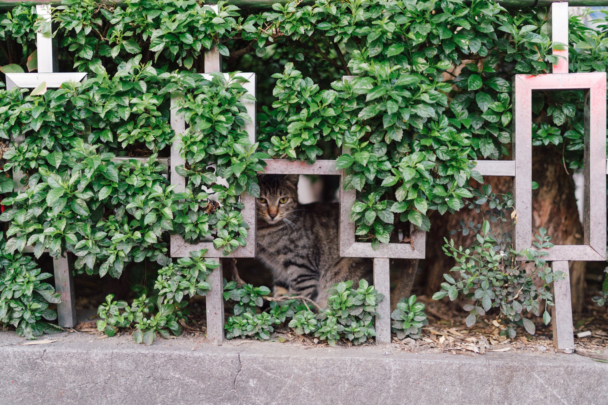 Sony a7R II + Sony Distagon T* FE 35mm F1.4 ZA sample photo