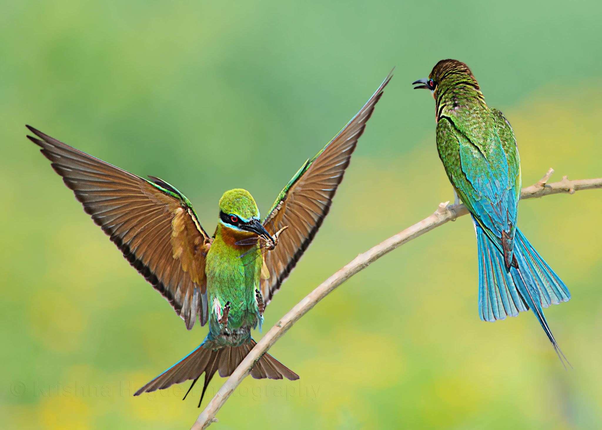 Nikon D610 + Tamron SP 150-600mm F5-6.3 Di VC USD sample photo. Blue tailed bee-eaters photography