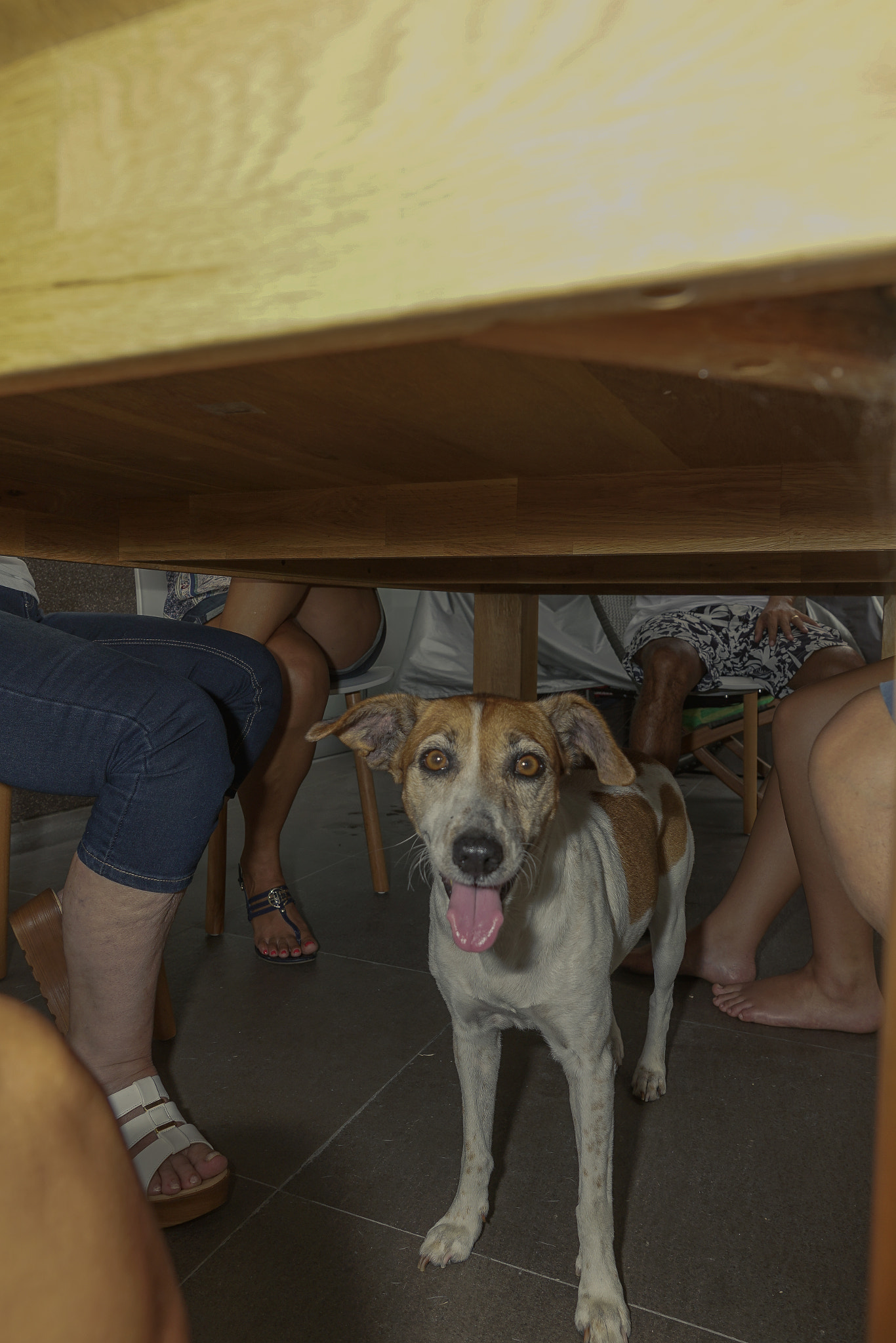 Sony a7R II + Sony DT 16-50mm F2.8 SSM sample photo. The dog under the table photography