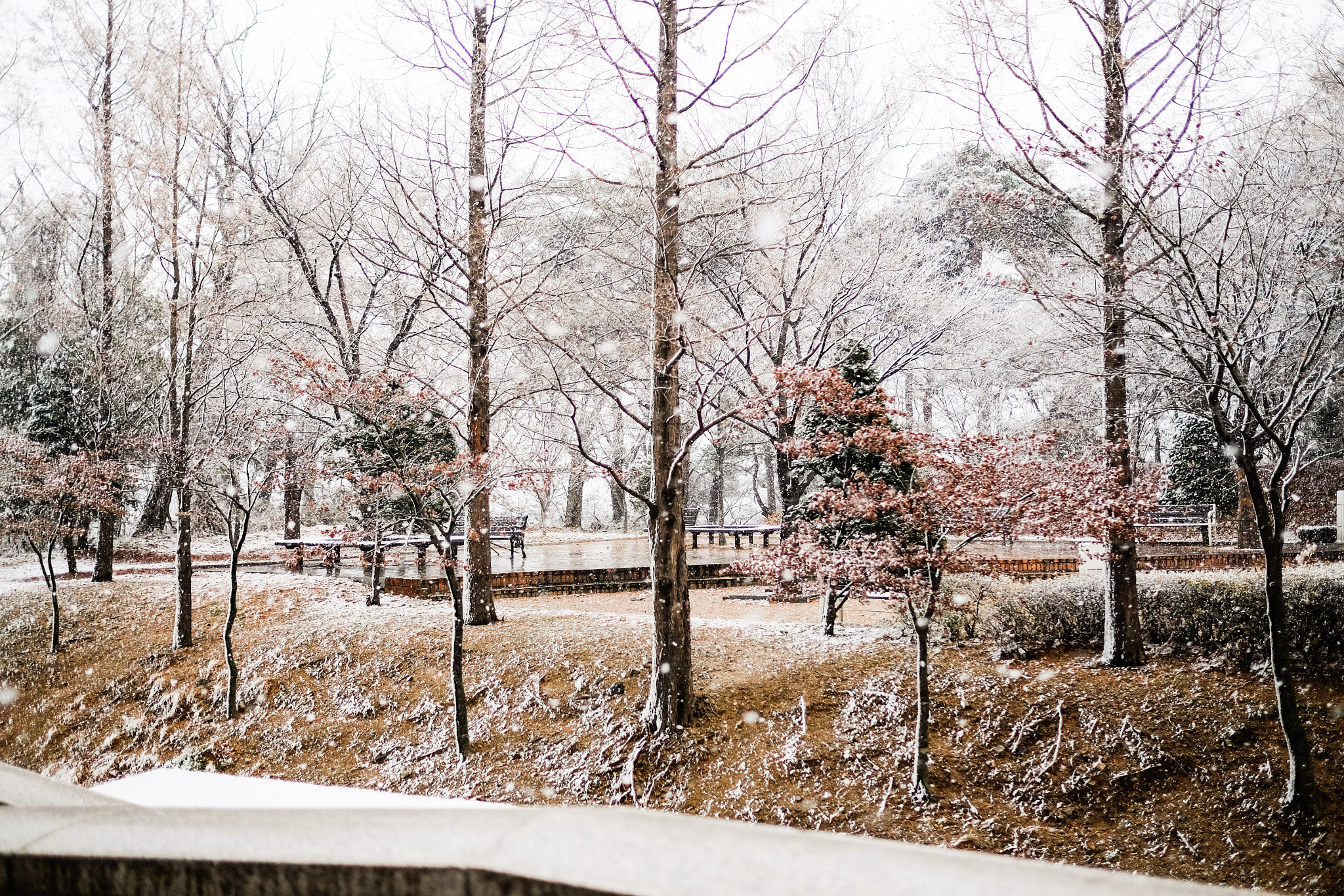 Fujifilm XF 23mm F1.4 R sample photo. 첫눈 photography