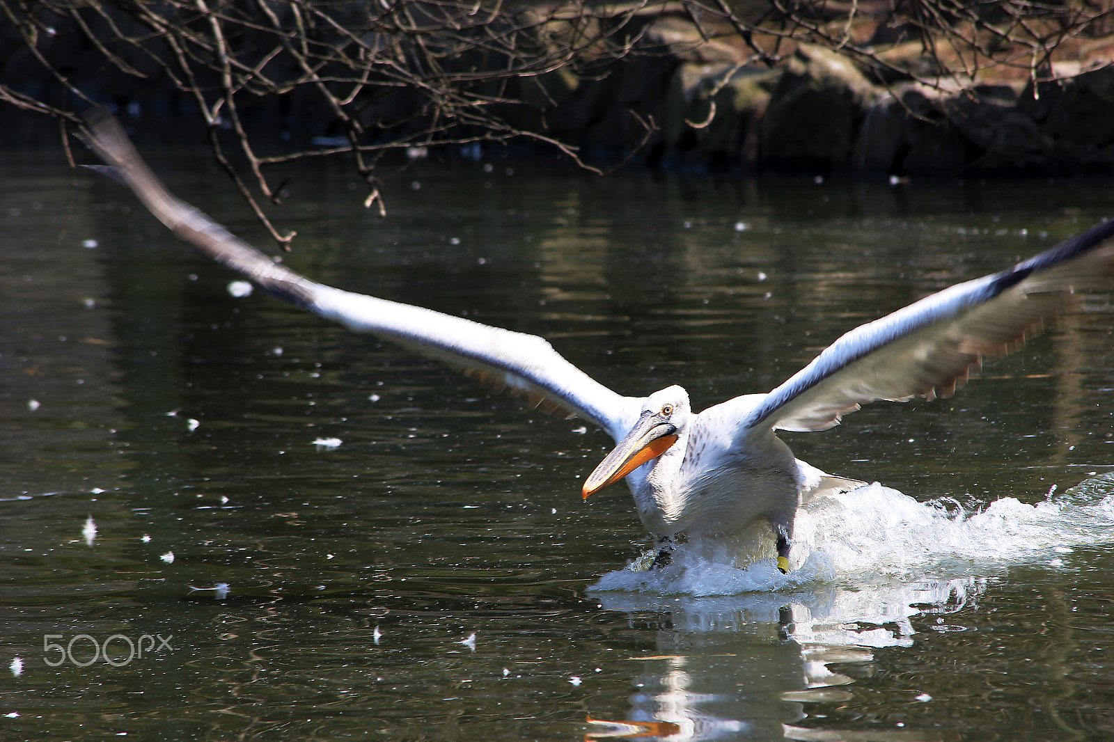 Canon EF 70-300mm F4-5.6 IS USM sample photo. Landing photography