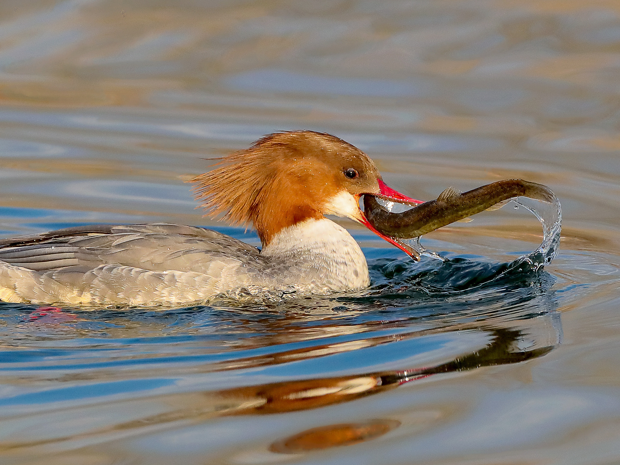 Canon EOS-1D X Mark II + Canon EF 800mm F5.6L IS USM sample photo