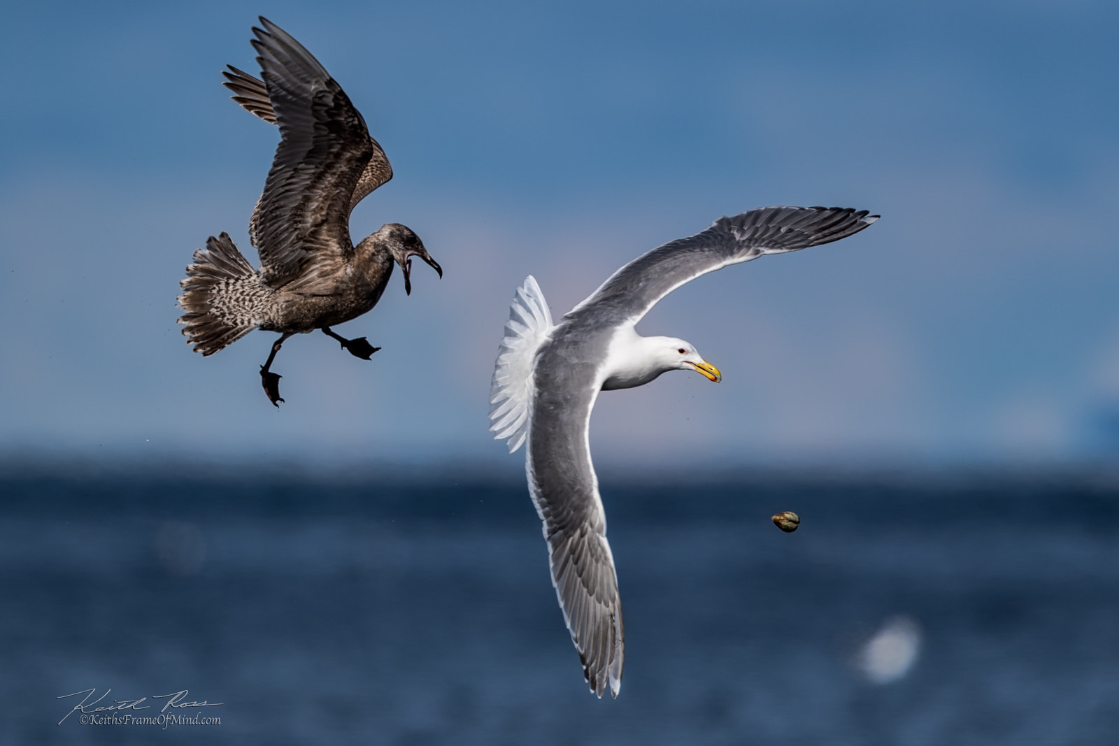 Canon EF 600mm F4L IS II USM sample photo. 491. glaucus-winged gulls photography