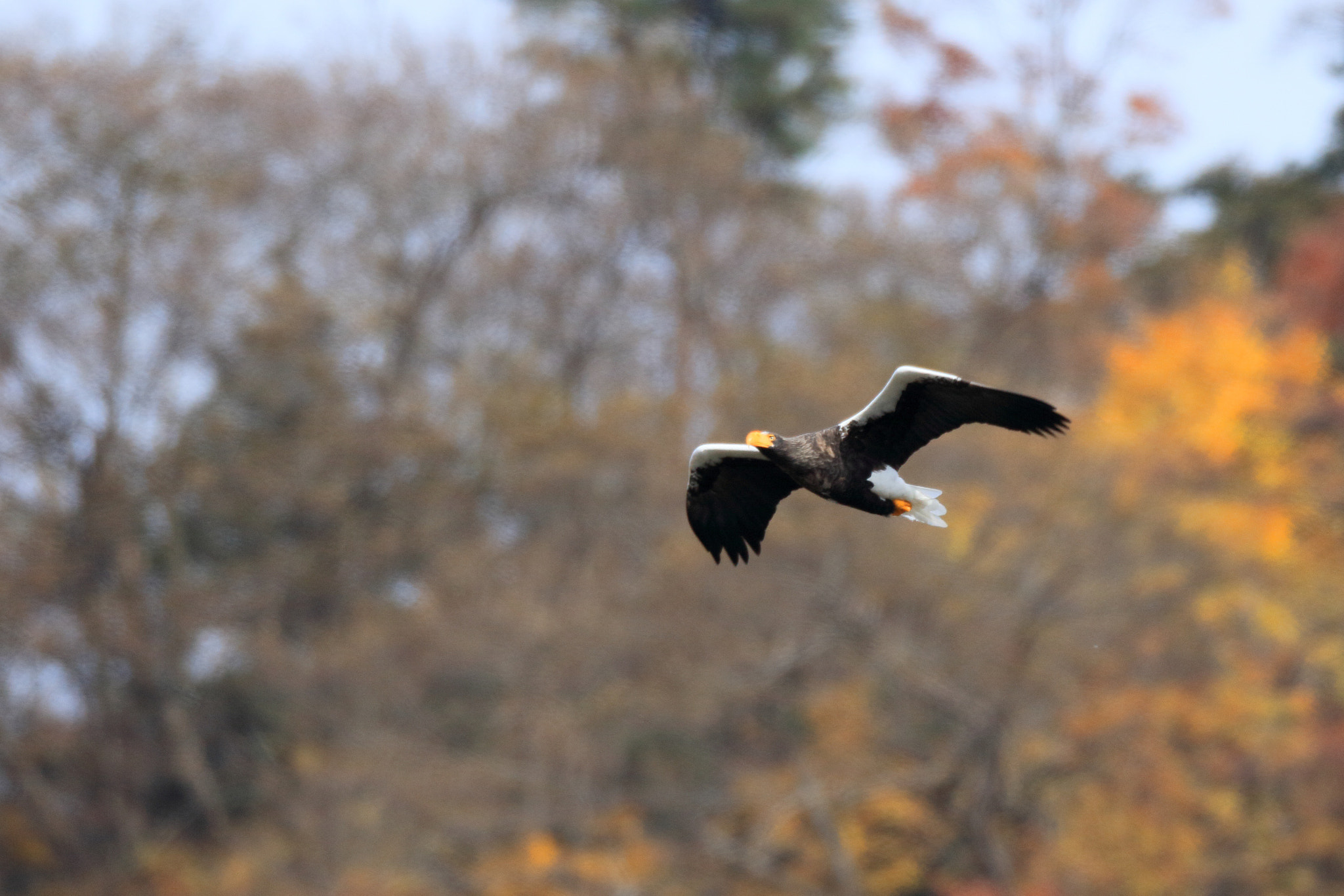 Canon EF 800mm F5.6L IS USM sample photo. オオワシ steller's sea eagle photography