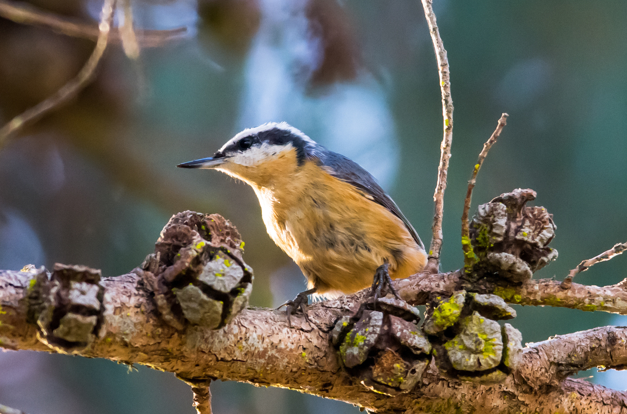 Nikon D3100 + Sigma 150-500mm F5-6.3 DG OS HSM sample photo. Red-breasted nuthatch - 2 photography