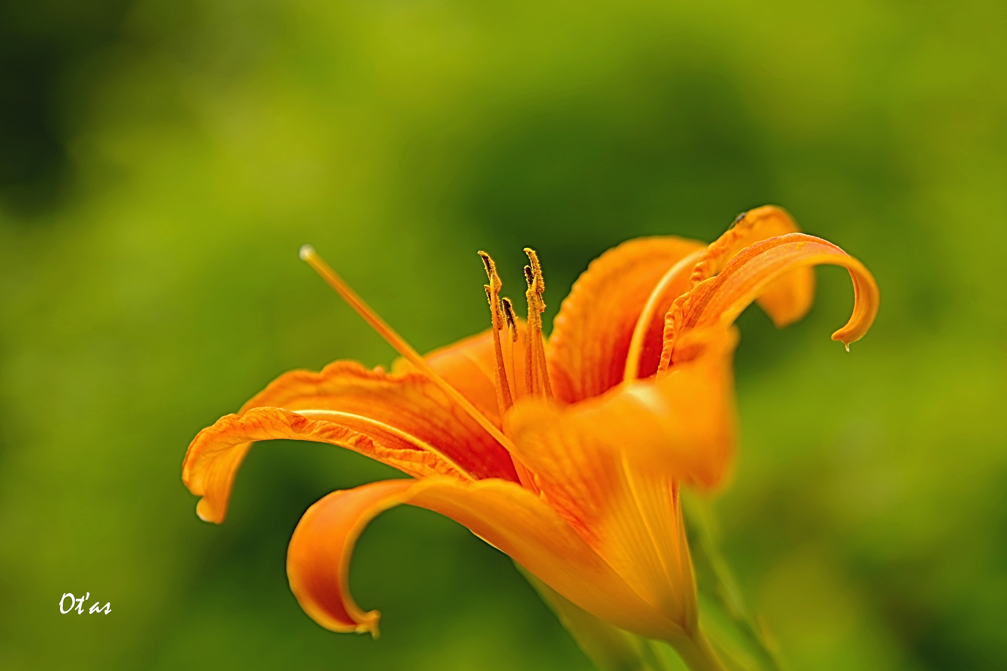 Pentax K-1 sample photo. Flower photography