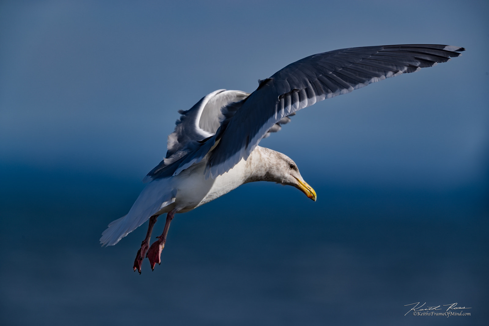 Canon EF 600mm F4L IS II USM sample photo. Glaucus-winged gull photography