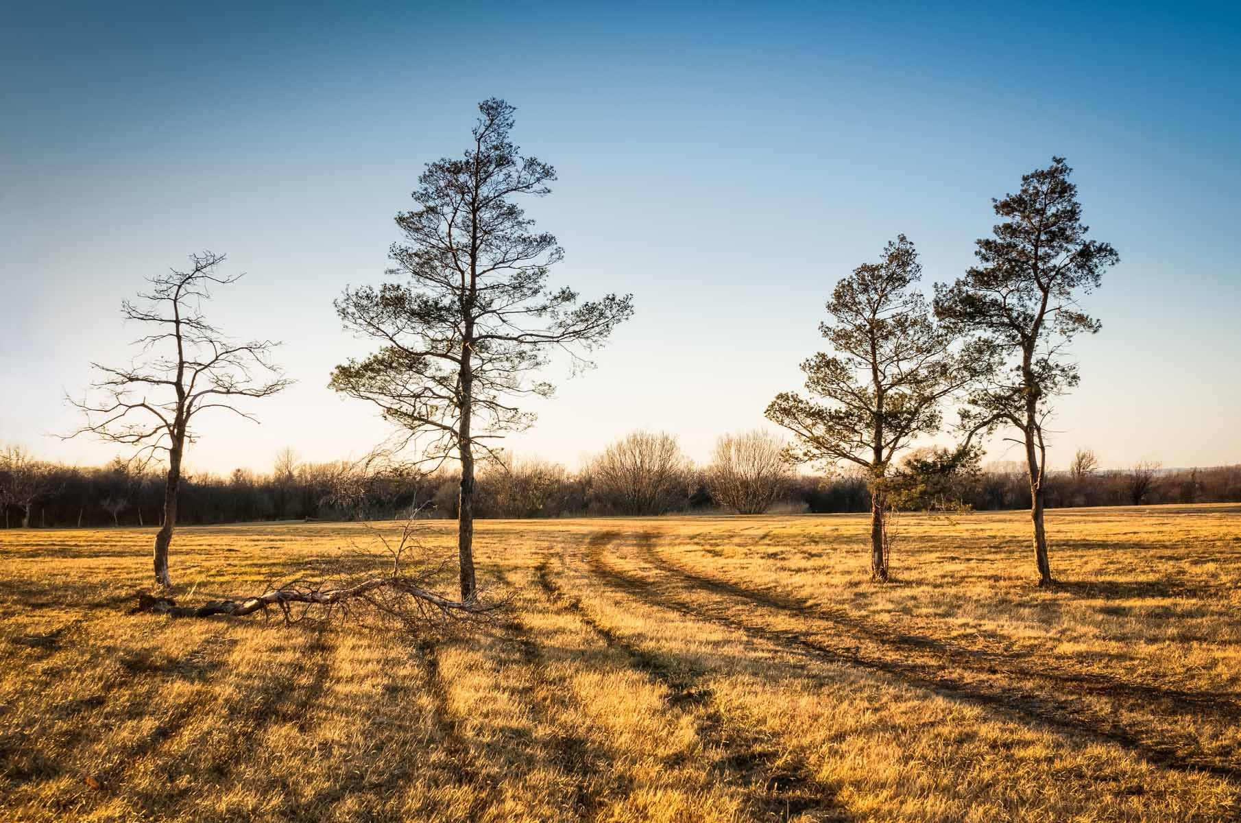 Sony Alpha NEX-5T + Sigma 30mm F2.8 EX DN sample photo. Trees in the field photography