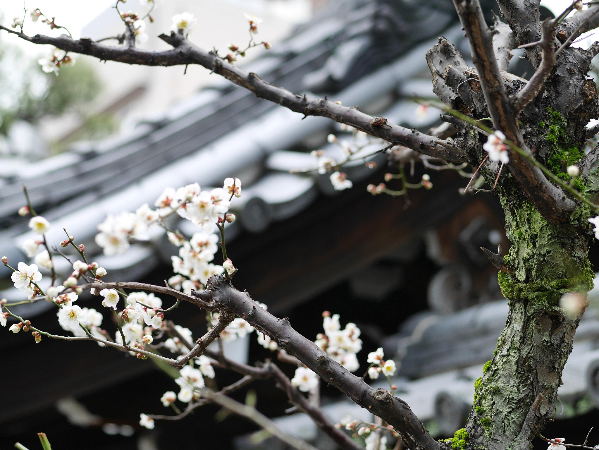 Panasonic Lumix G 42.5mm F1.7 ASPH Power OIS sample photo. Old plum tree in kyoto photography