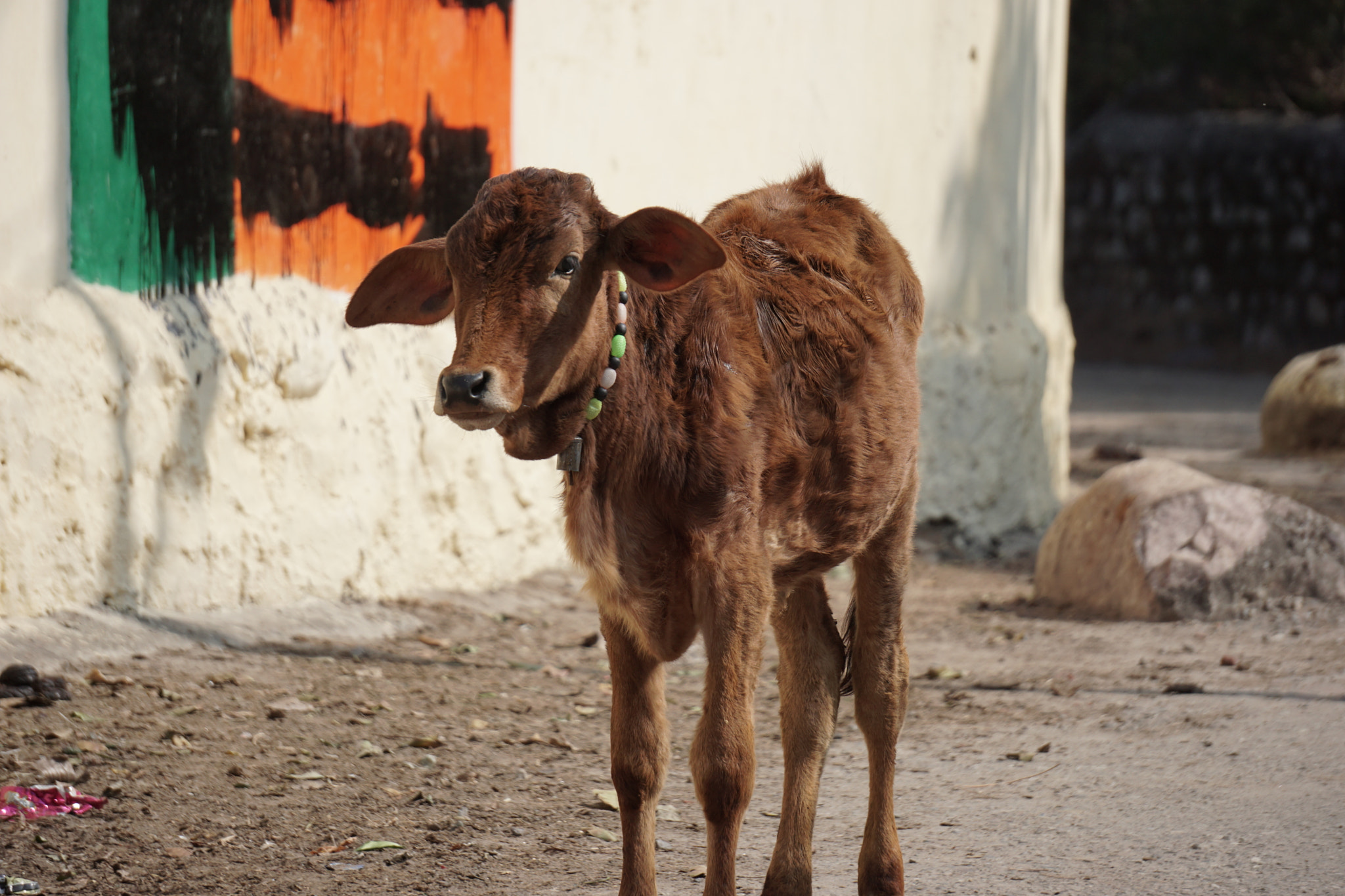 Sony a6000 + Sony FE 24-240mm F3.5-6.3 OSS sample photo. Animals in india, calf photography