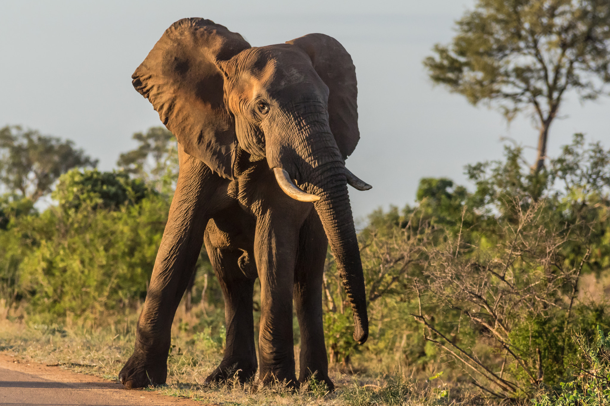 Pentax K-3 sample photo. Elephant photography