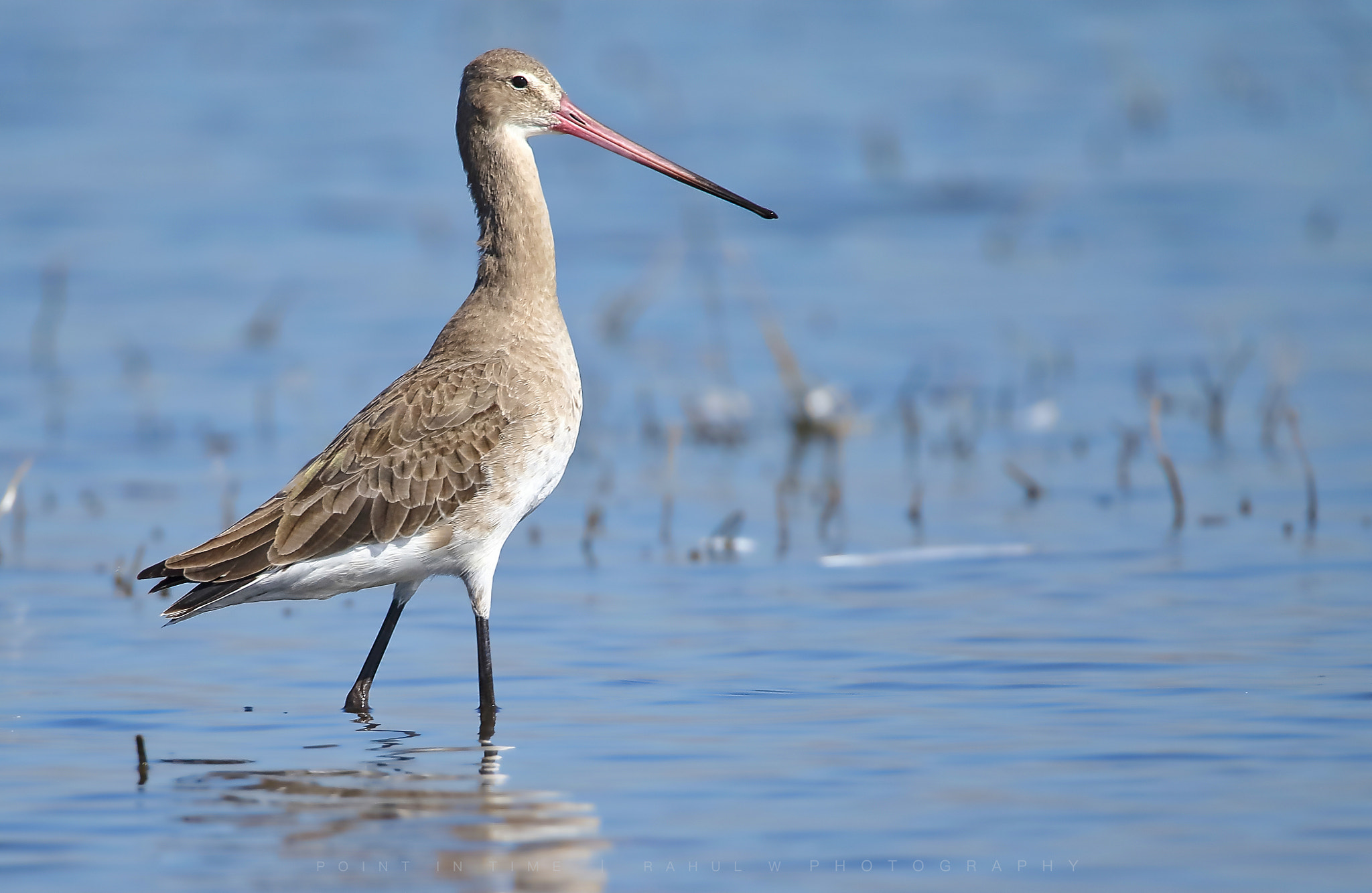 Sigma 150mm f/2.8 EX DG OS HSM APO Macro sample photo. The black-tailed godwit photography