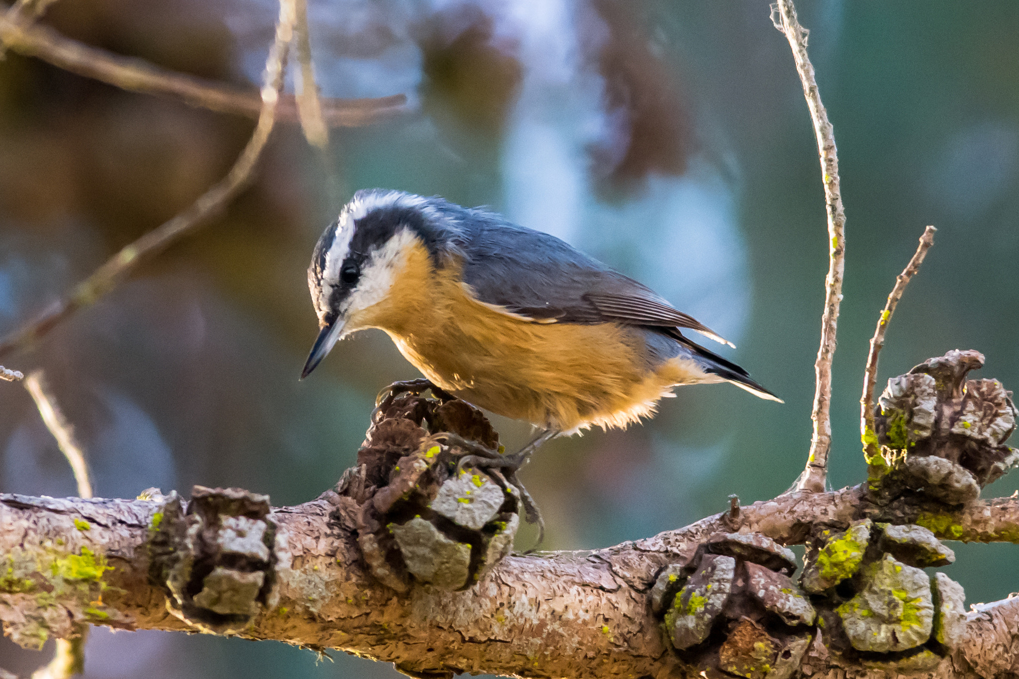 Nikon D3100 + Sigma 150-500mm F5-6.3 DG OS HSM sample photo. Red-breasted nuthatch - 3 photography