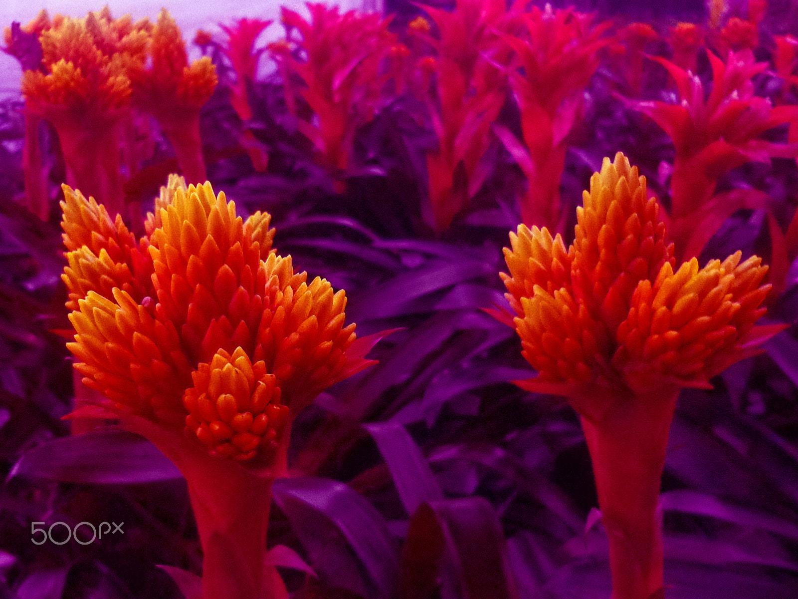 Sony DSC-W630 sample photo. Dark purple photography