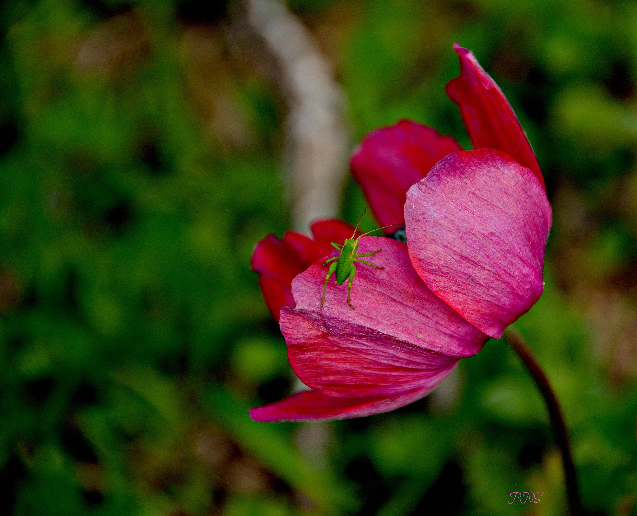 Sigma 18-200mm F3.5-6.3 II DC OS HSM sample photo. The visitor photography
