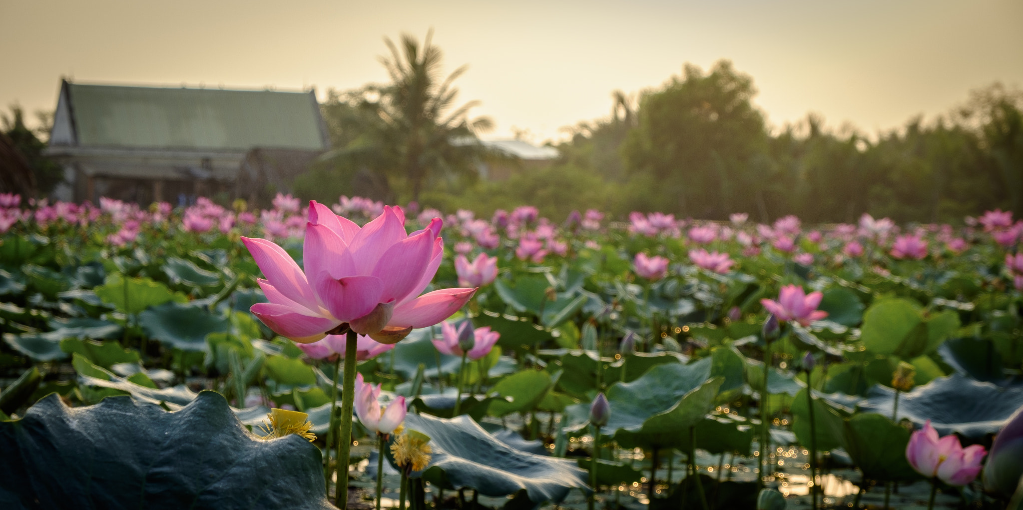 Fujifilm X-E2S + Fujifilm XF 18-55mm F2.8-4 R LM OIS sample photo. Lotus in the pond photography