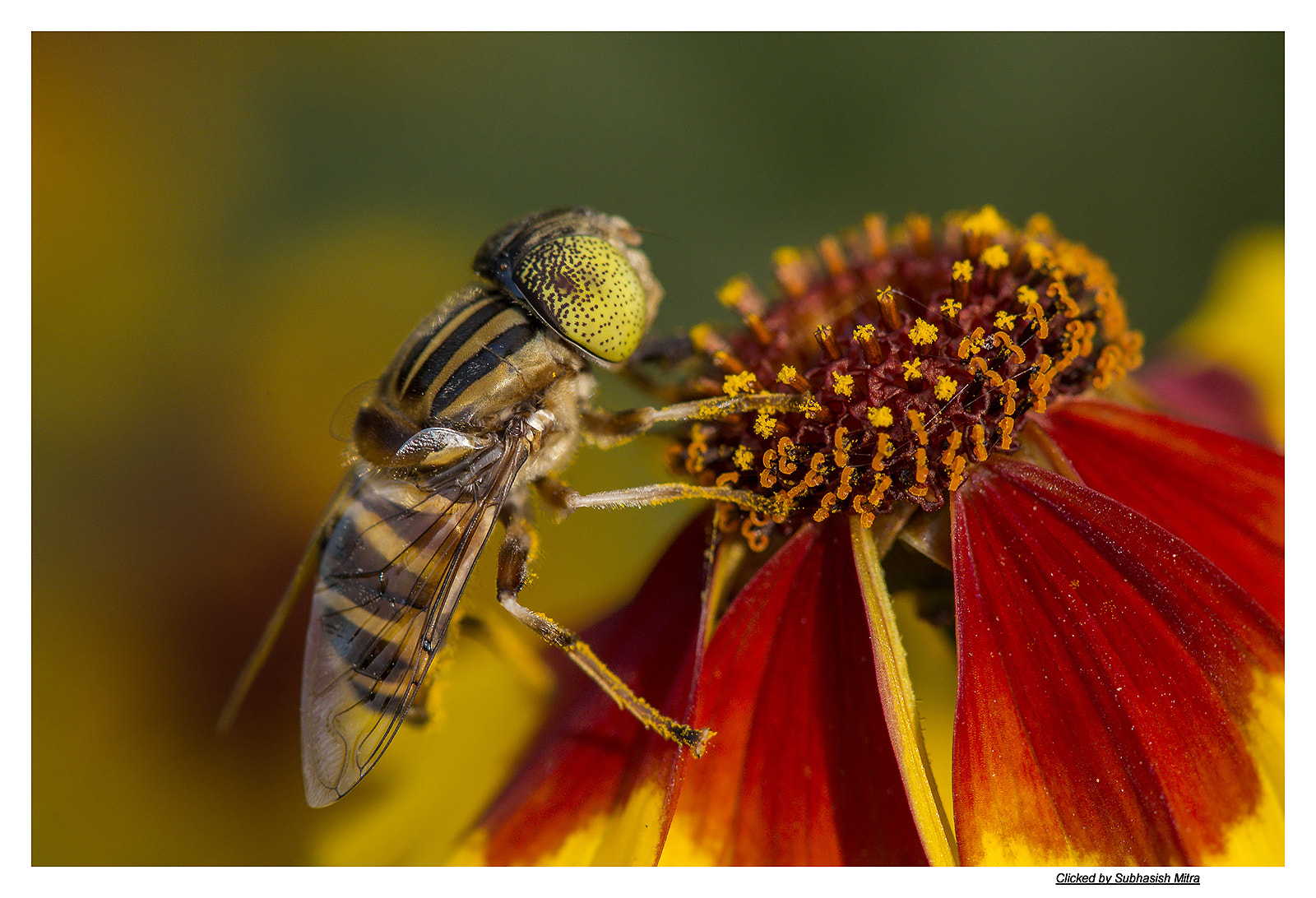 Nikon AF-S Micro-Nikkor 105mm F2.8G IF-ED VR sample photo. Beauty of a bee photography