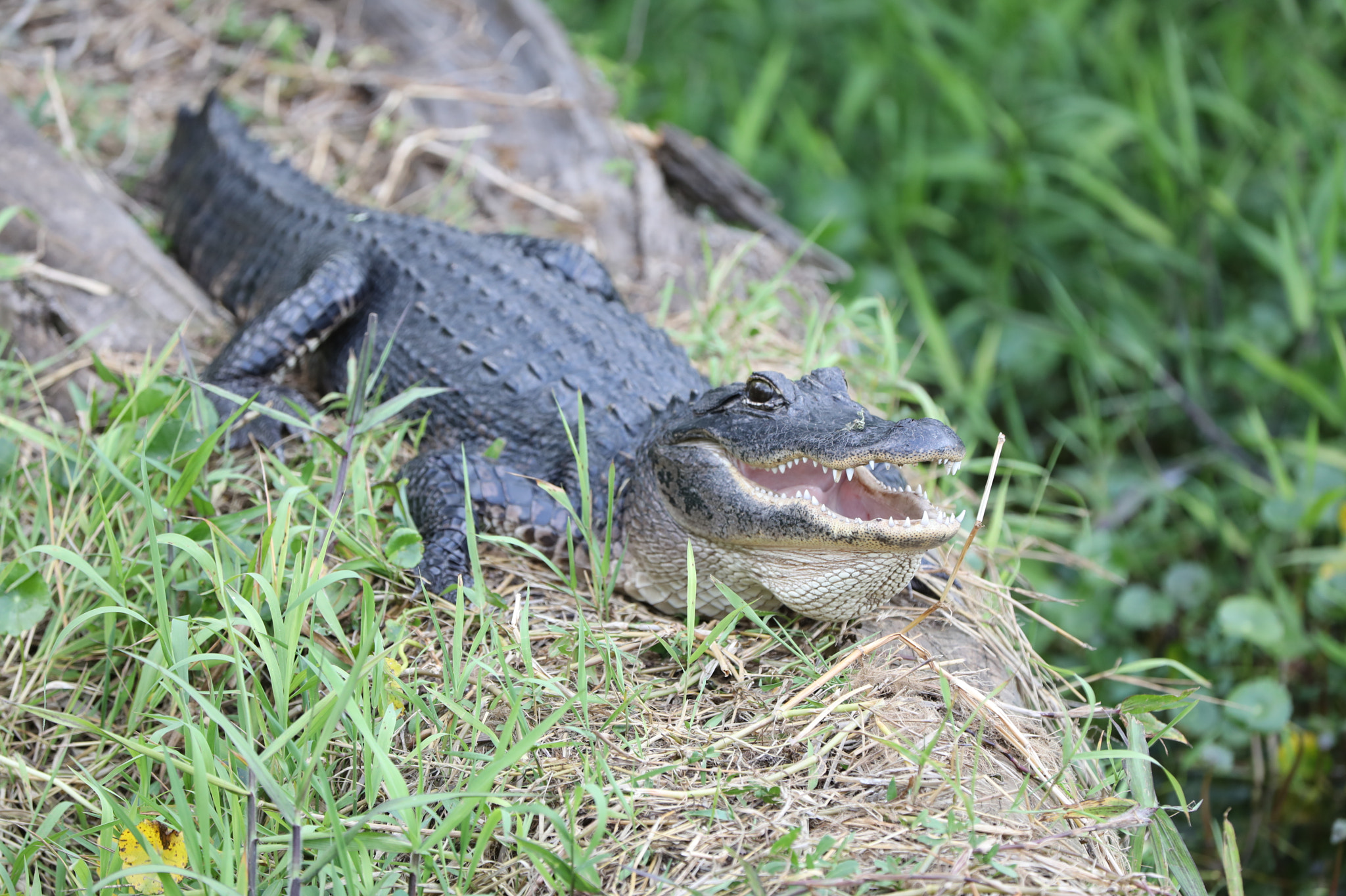 Canon EOS 5D Mark IV + Canon EF 70-200mm F2.8L IS II USM sample photo. Gator sunning itself in central florida photography