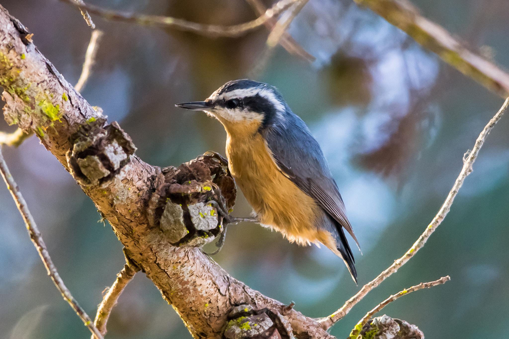 Nikon D3100 + Sigma 150-500mm F5-6.3 DG OS HSM sample photo. Red-breasted nuthatch - 4 photography