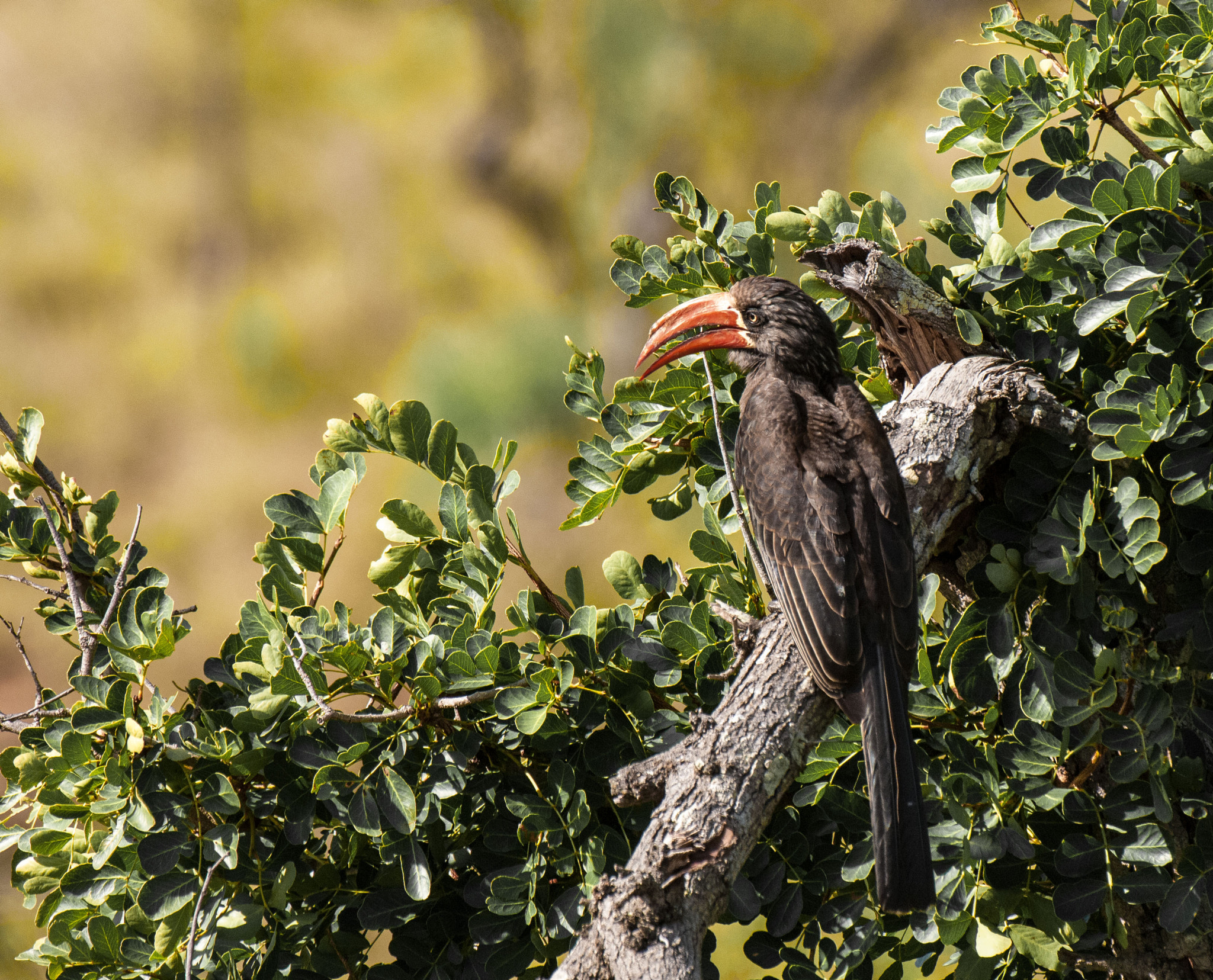 Nikon D2X + Nikon AF-S Nikkor 200-400mm F4G ED-IF VR sample photo. Crowned hornbill photography