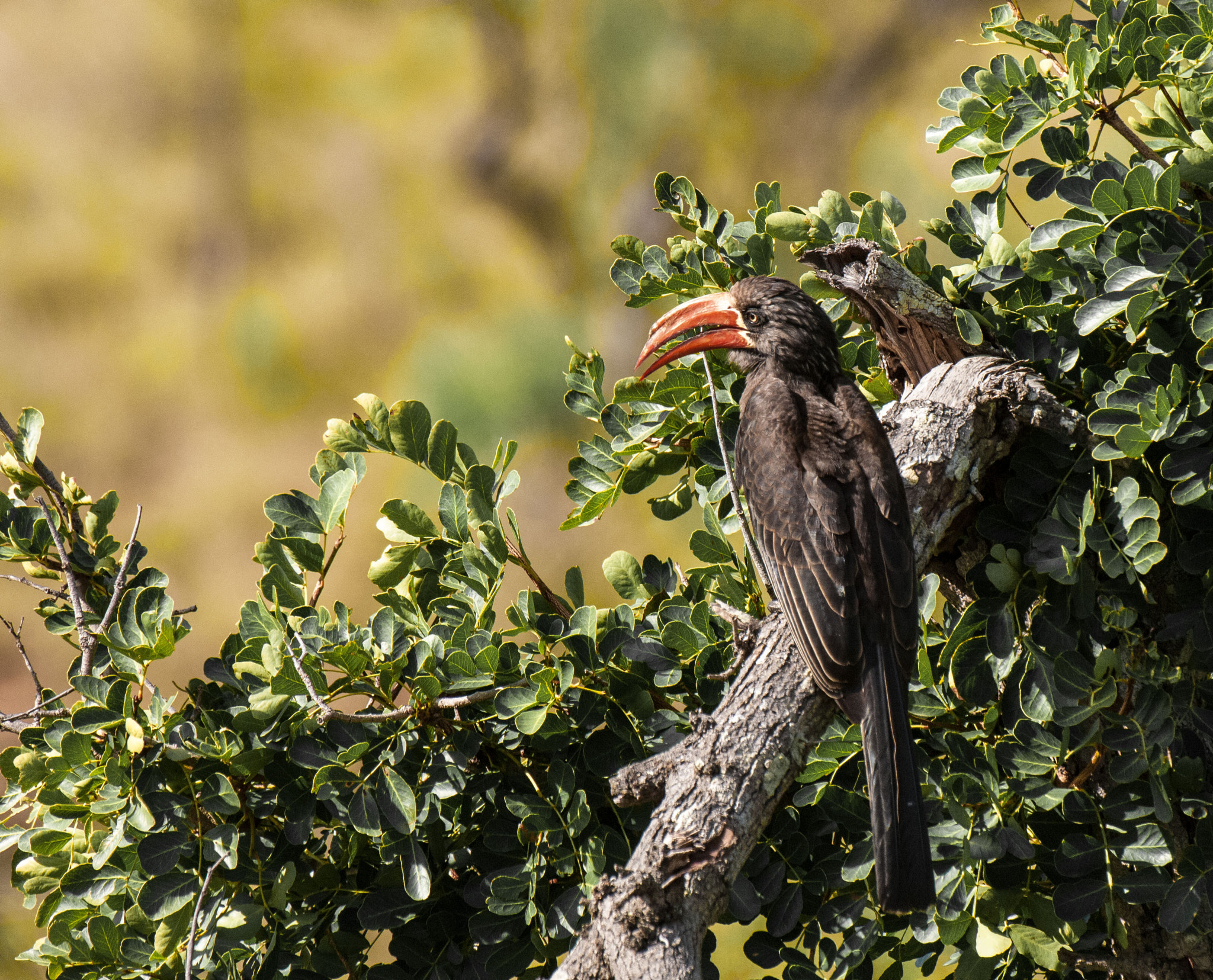Nikon AF-S Nikkor 200-400mm F4G ED-IF VR sample photo. Crowned hornbill photography