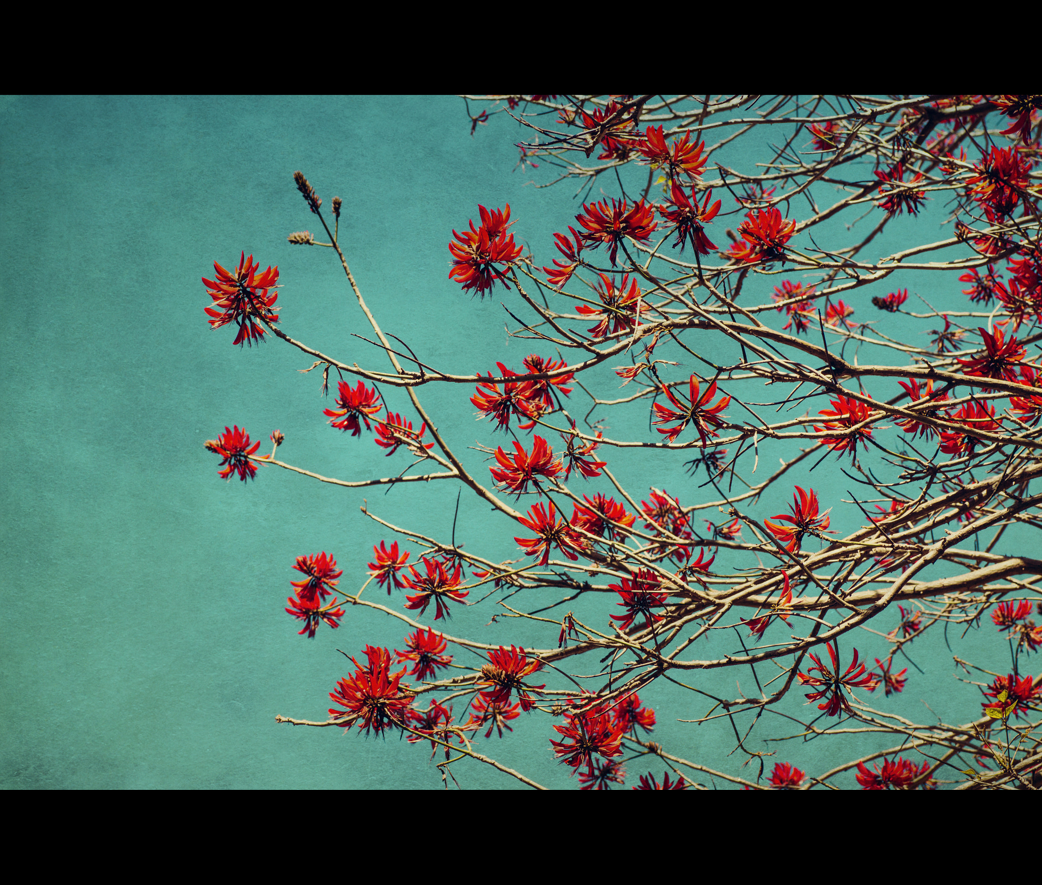 Canon EOS 650D (EOS Rebel T4i / EOS Kiss X6i) + Tamron SP AF 90mm F2.8 Di Macro sample photo. Naked coral tree photography