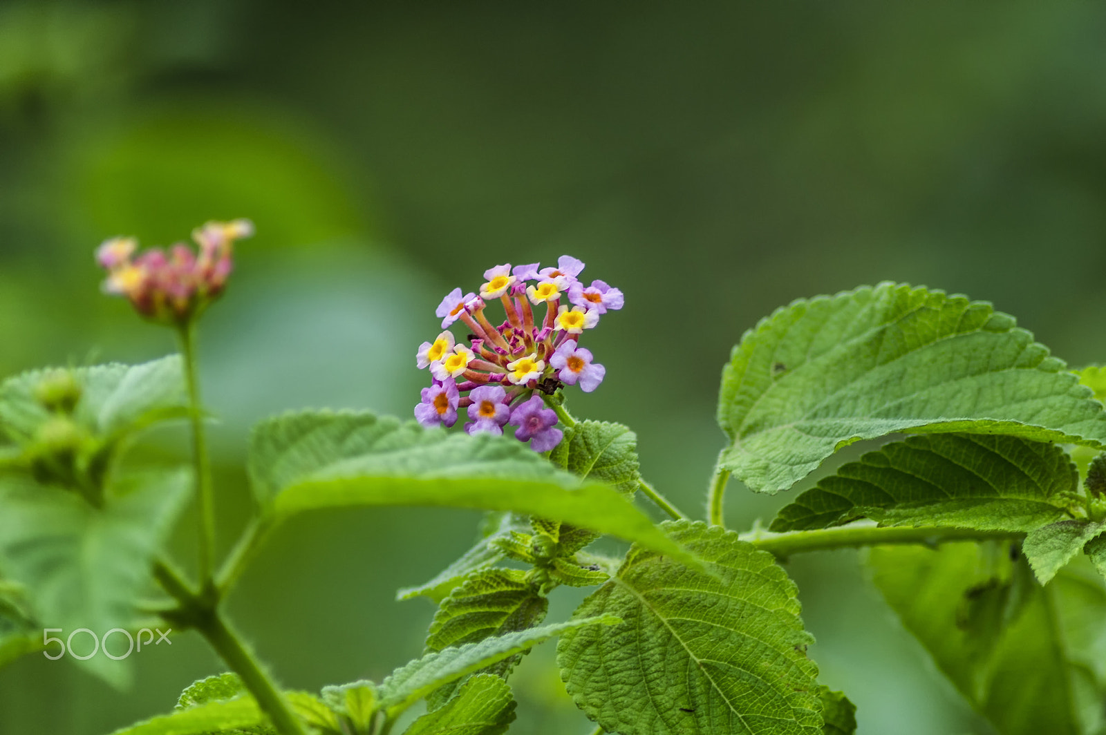 Nikon D3200 sample photo. Beautiful flower photography