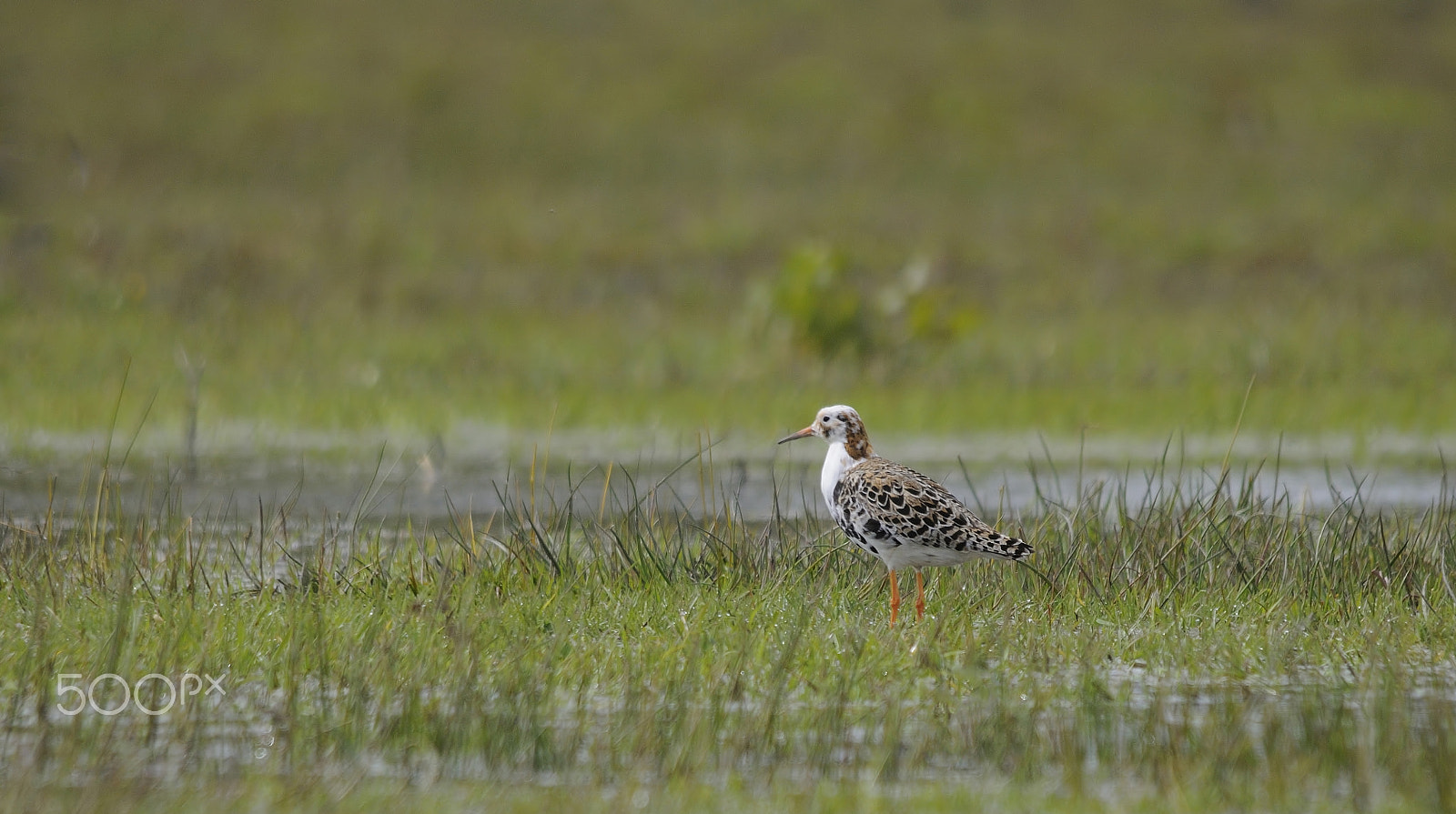 Nikon D300S + Sigma 150-500mm F5-6.3 DG OS HSM sample photo. Ruff photography