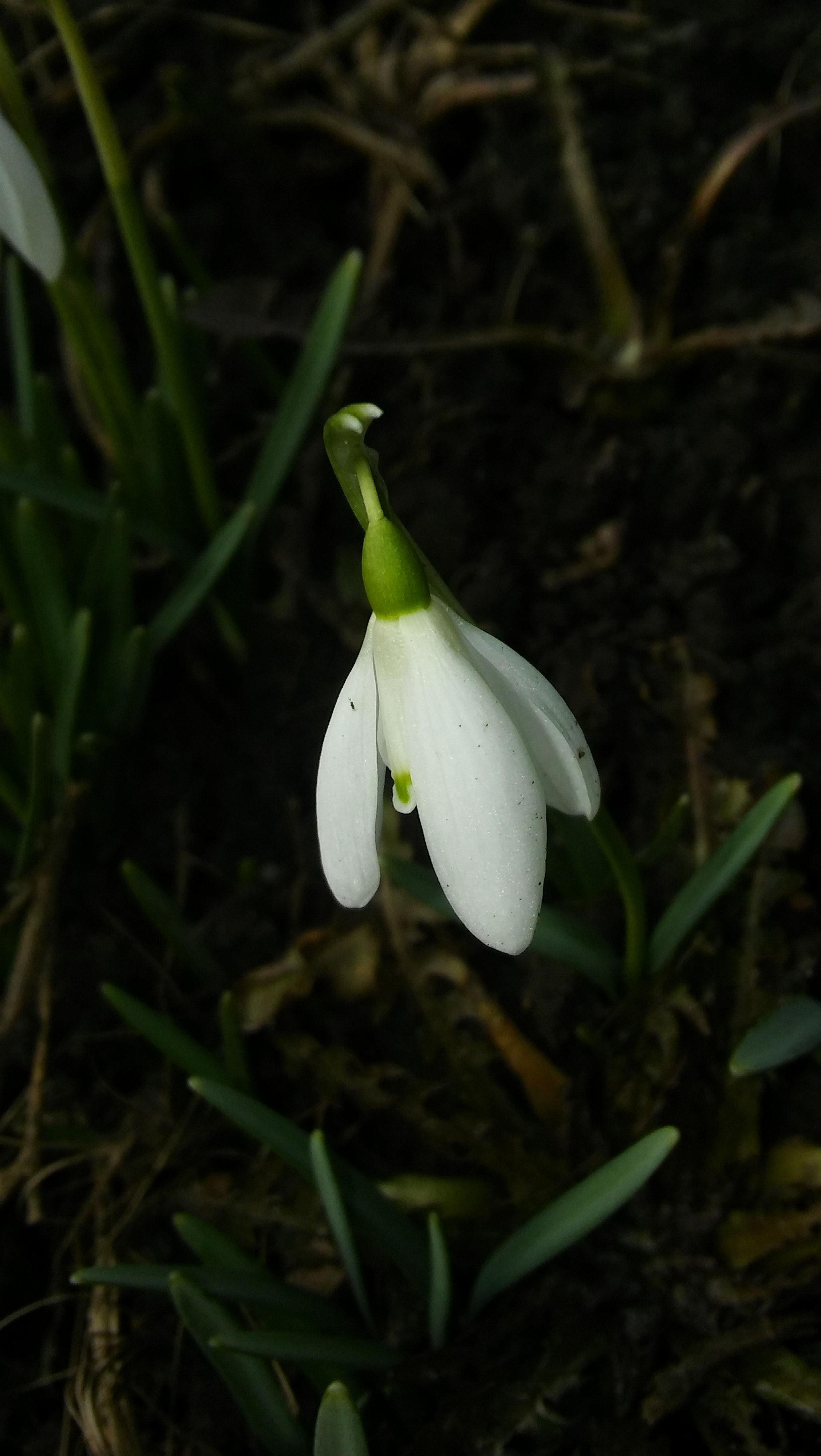 LG SPIRIT 4G LTE sample photo. Flower photography