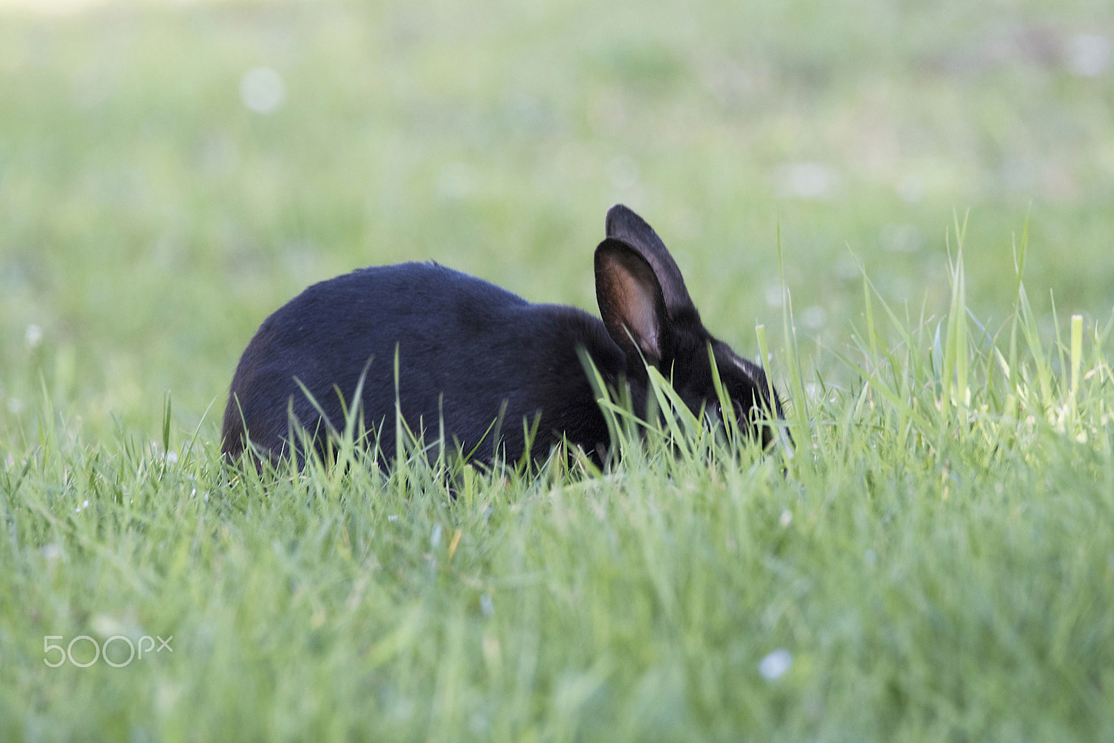 Sigma 150-600mm F5-6.3 DG OS HSM | C sample photo. Better hiding photography