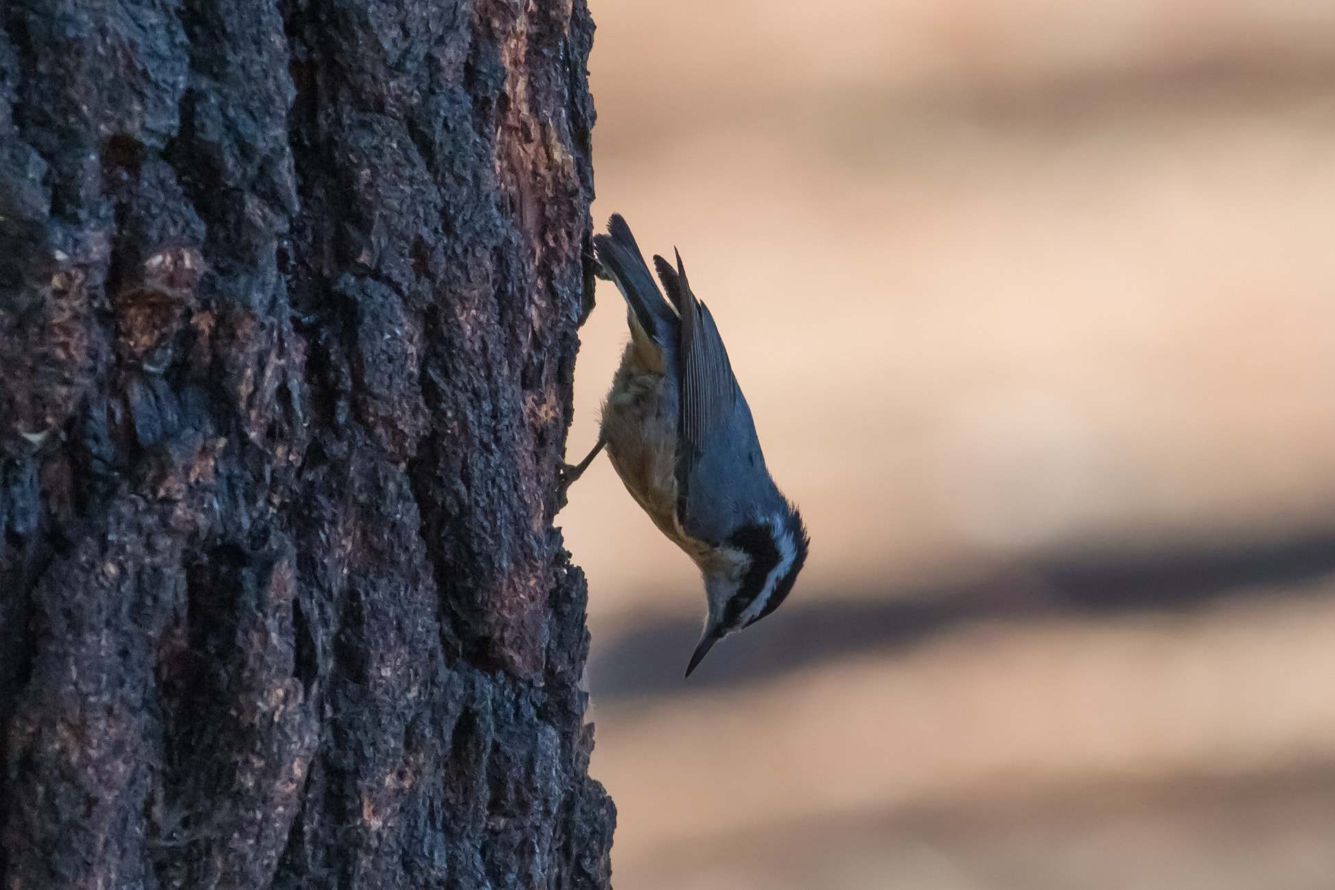 Nikon D3100 + Sigma 150-500mm F5-6.3 DG OS HSM sample photo. Red-breasted nuthatch - 5 photography