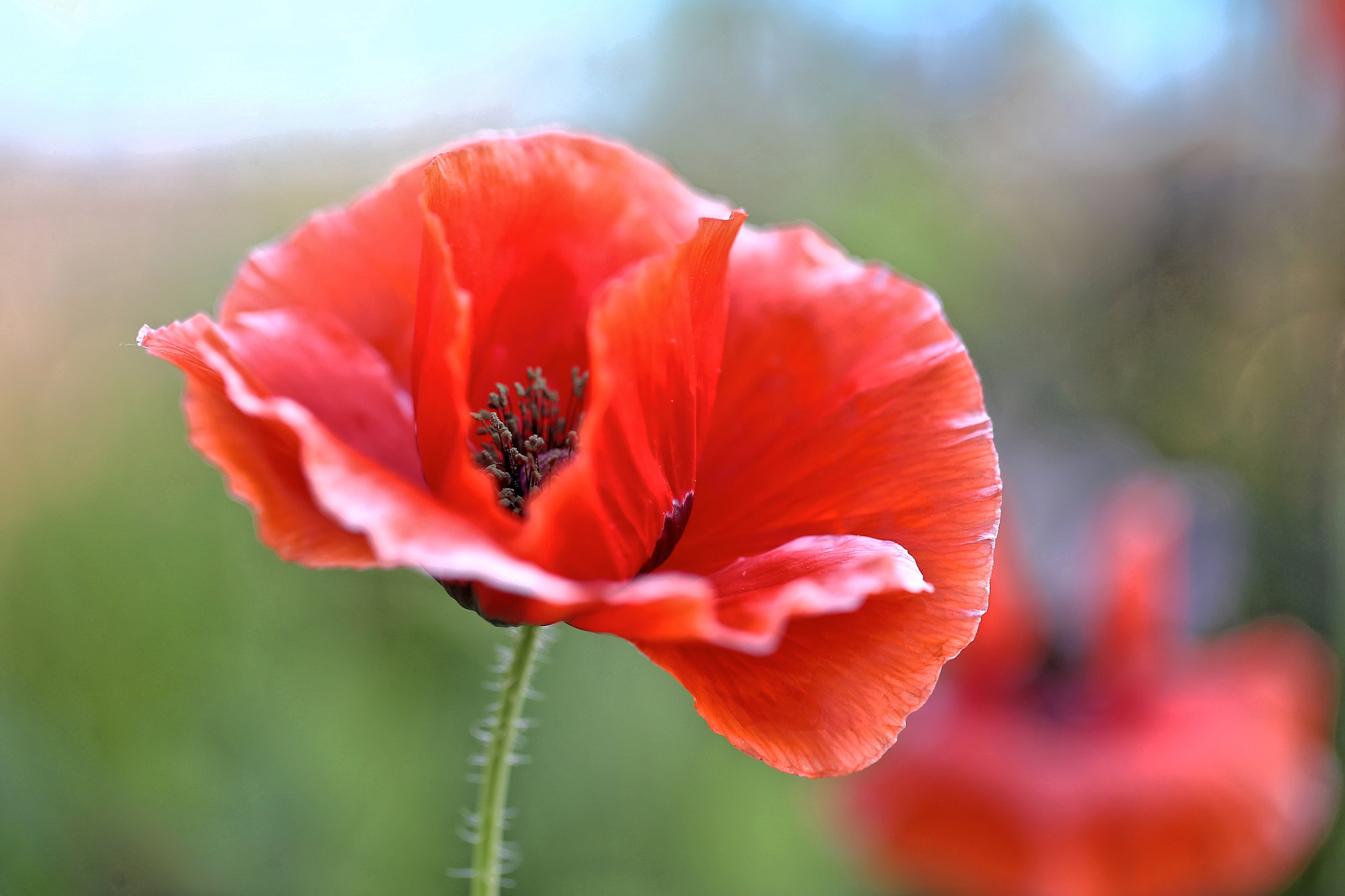 Canon EF 100mm F2.8L Macro IS USM sample photo. Poppy contrast~ photography