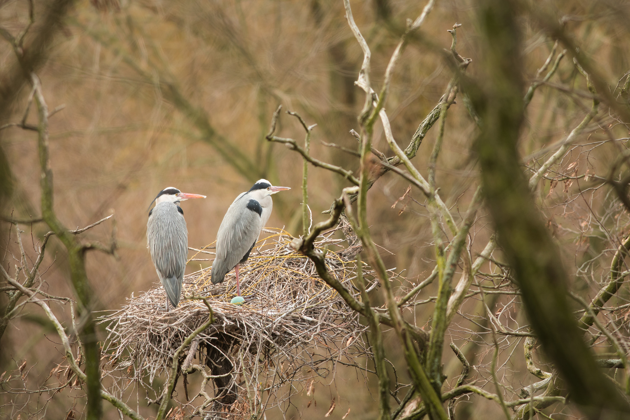 Nikon D500 + Nikon AF-S Nikkor 300mm F4D ED-IF sample photo. The first egg of spring. photography