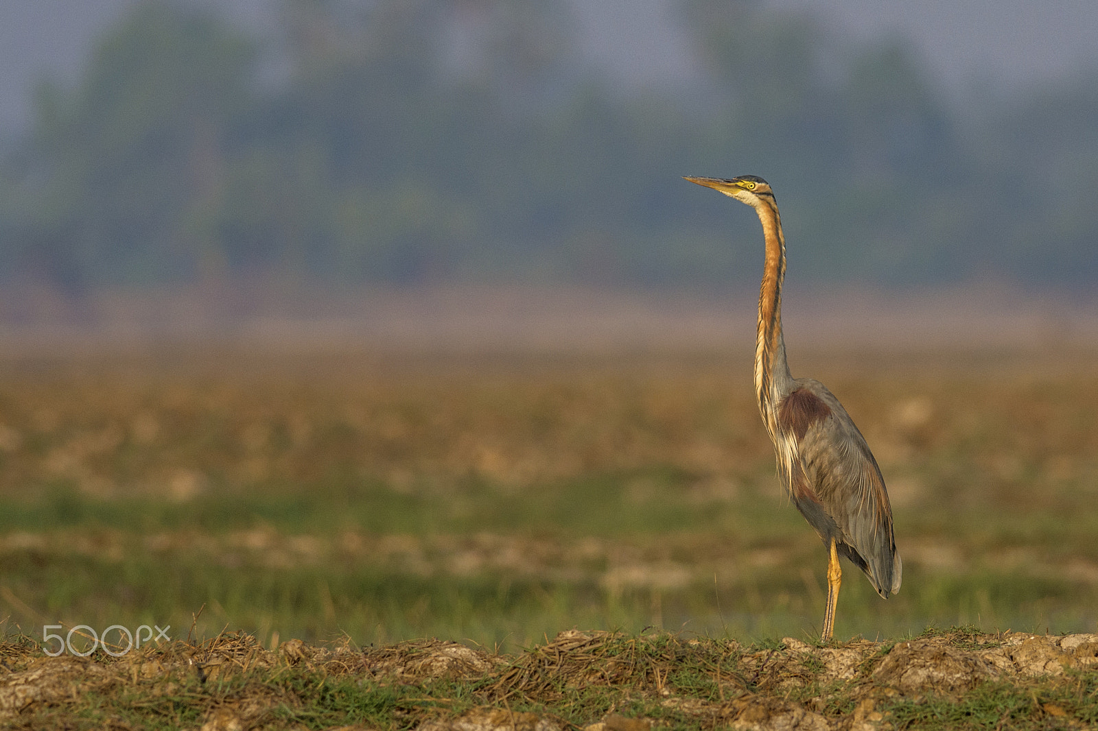 Nikon D7100 + Nikon AF-S Nikkor 300mm F4D ED-IF sample photo. Purple heron (ardea purpurea) photography