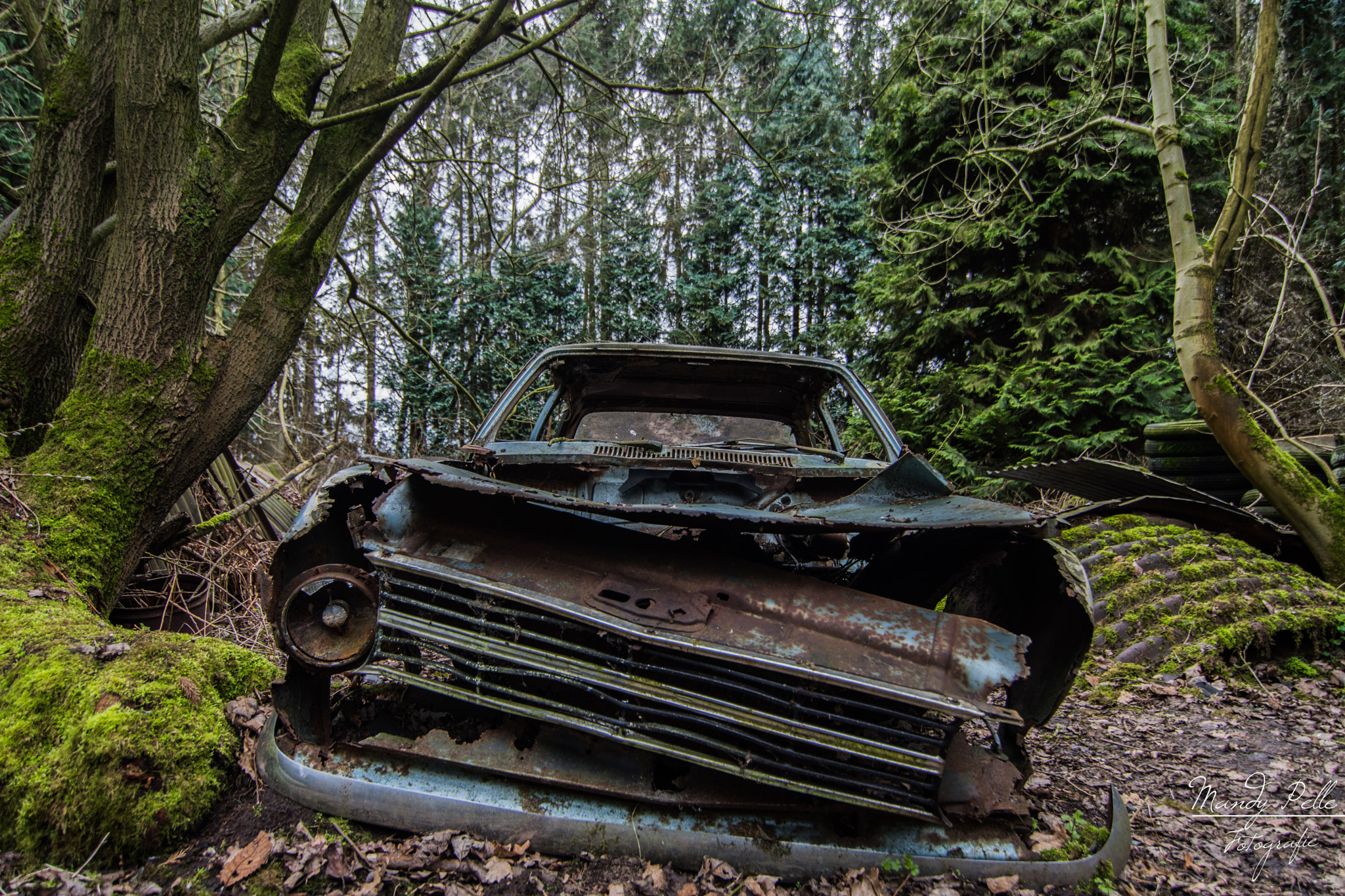 Tokina AT-X Pro 11-16mm F2.8 DX sample photo. Lost in the woods photography