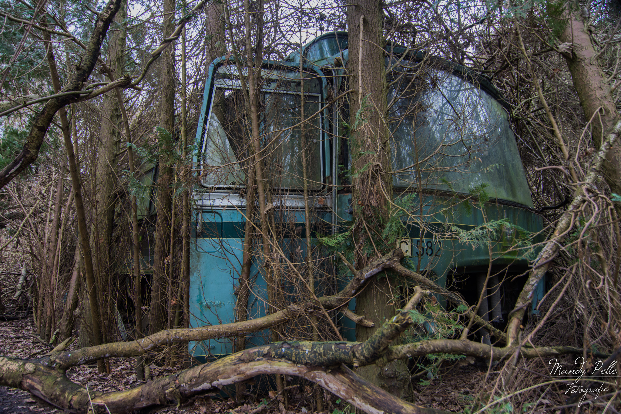 Tokina AT-X Pro 11-16mm F2.8 DX sample photo. Lost in the woods photography