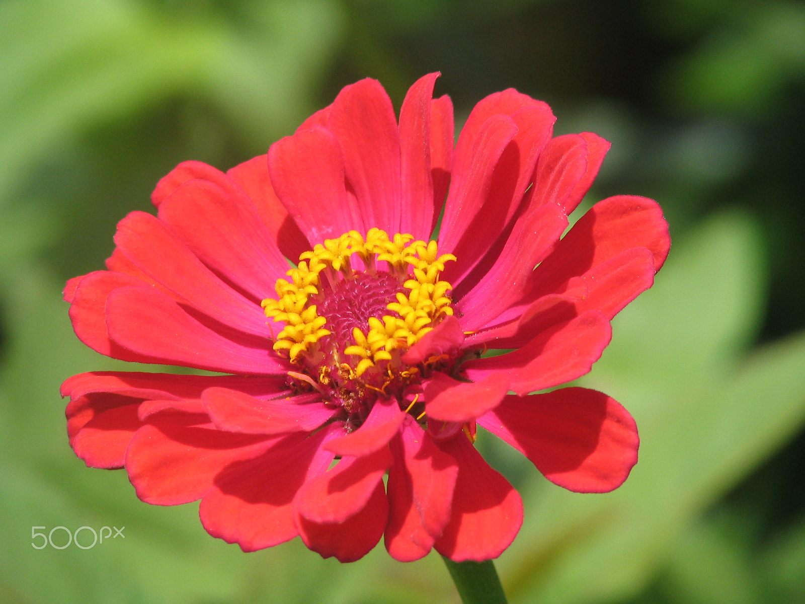 Canon POWERSHOT S1 IS sample photo. Flower photography