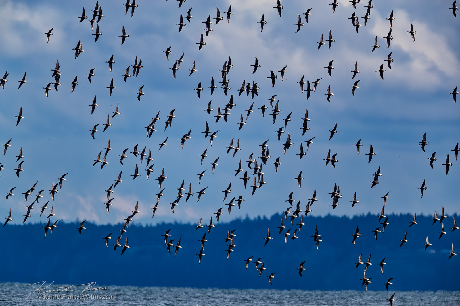 Canon EF 600mm F4L IS II USM sample photo. Brant geese- photography