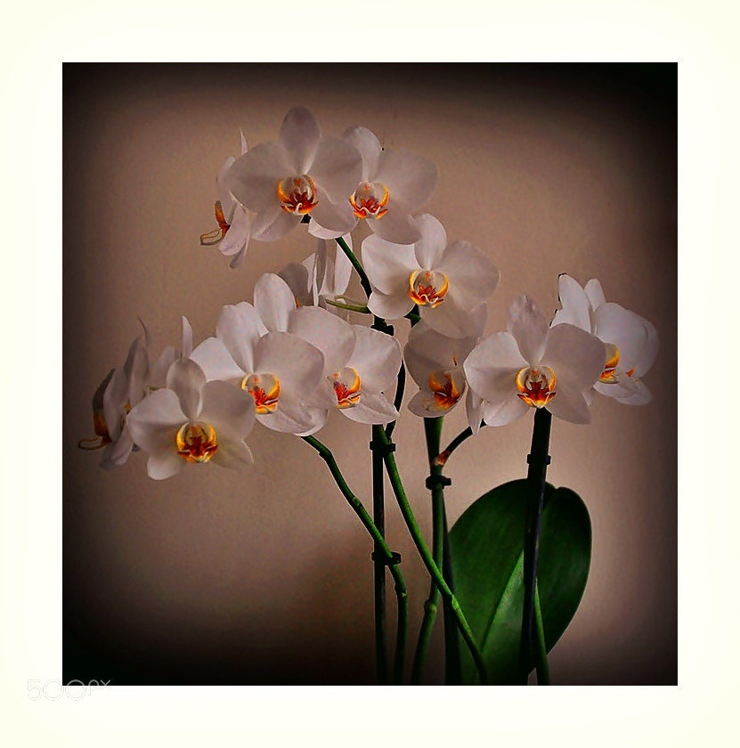 Nikon D5000 sample photo. ** photography