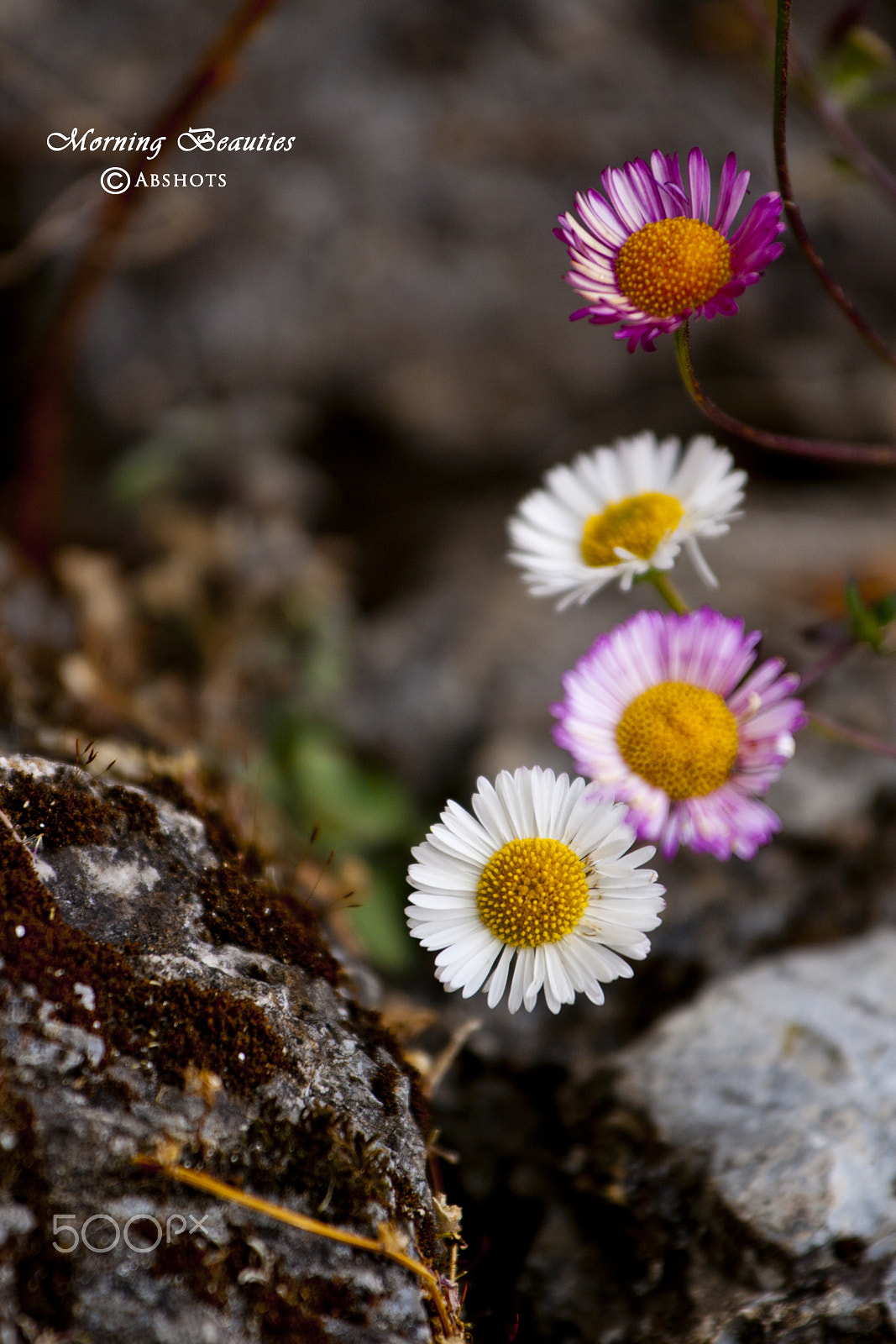 Canon EF 70-200mm F4L IS USM sample photo. Morning beautiies photography
