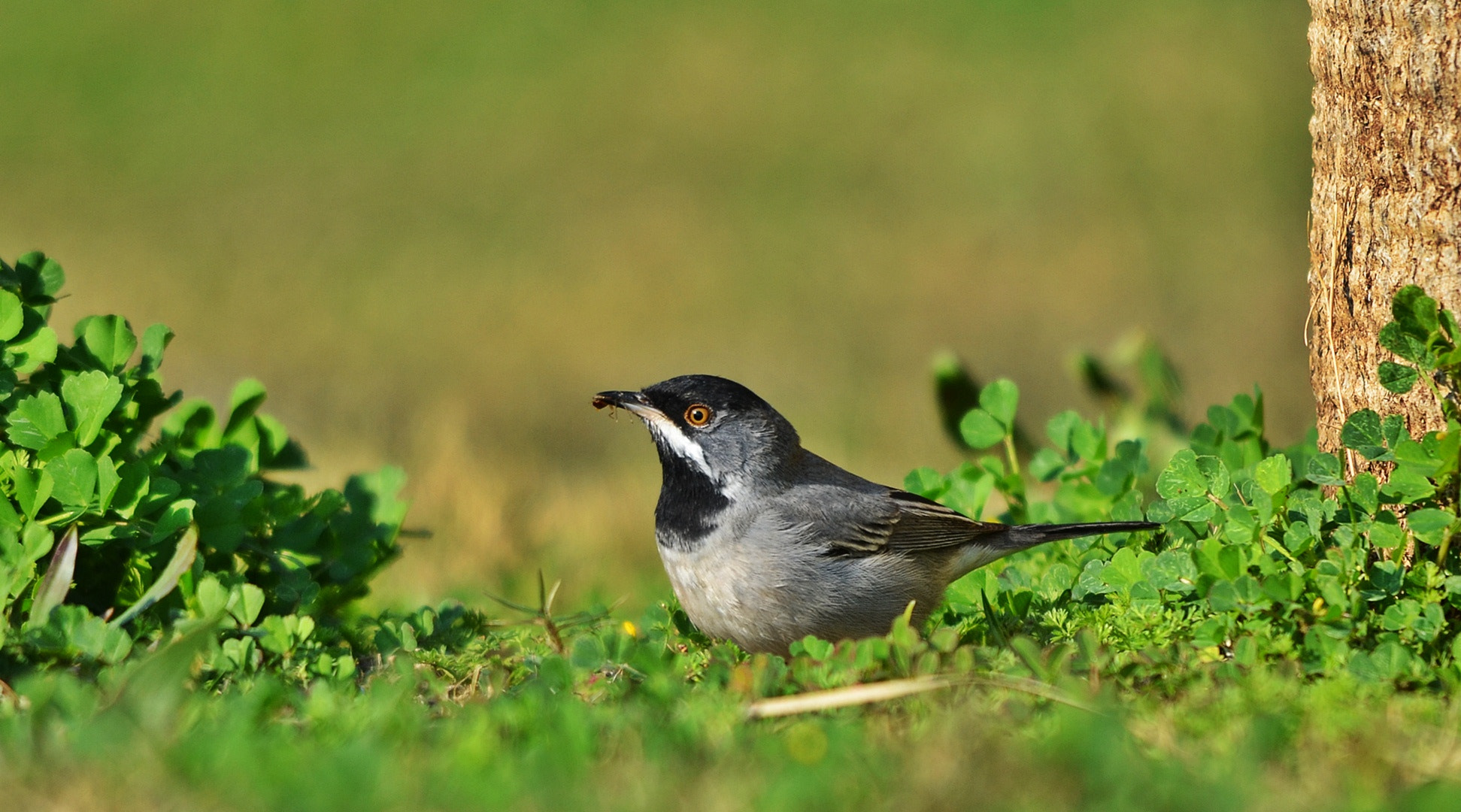 Nikon D7000 + Sigma 150-500mm F5-6.3 DG OS HSM sample photo. Kara boğazlı Ötleğen sylvia rüppelli photography