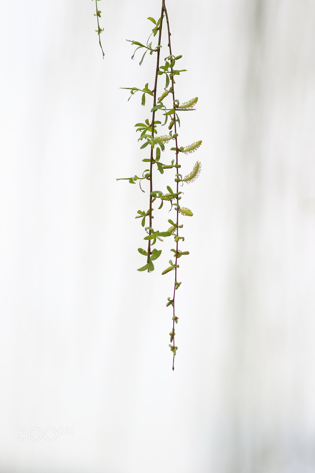Canon EF 300mm F4L IS USM sample photo. 柳条出春芽 photography