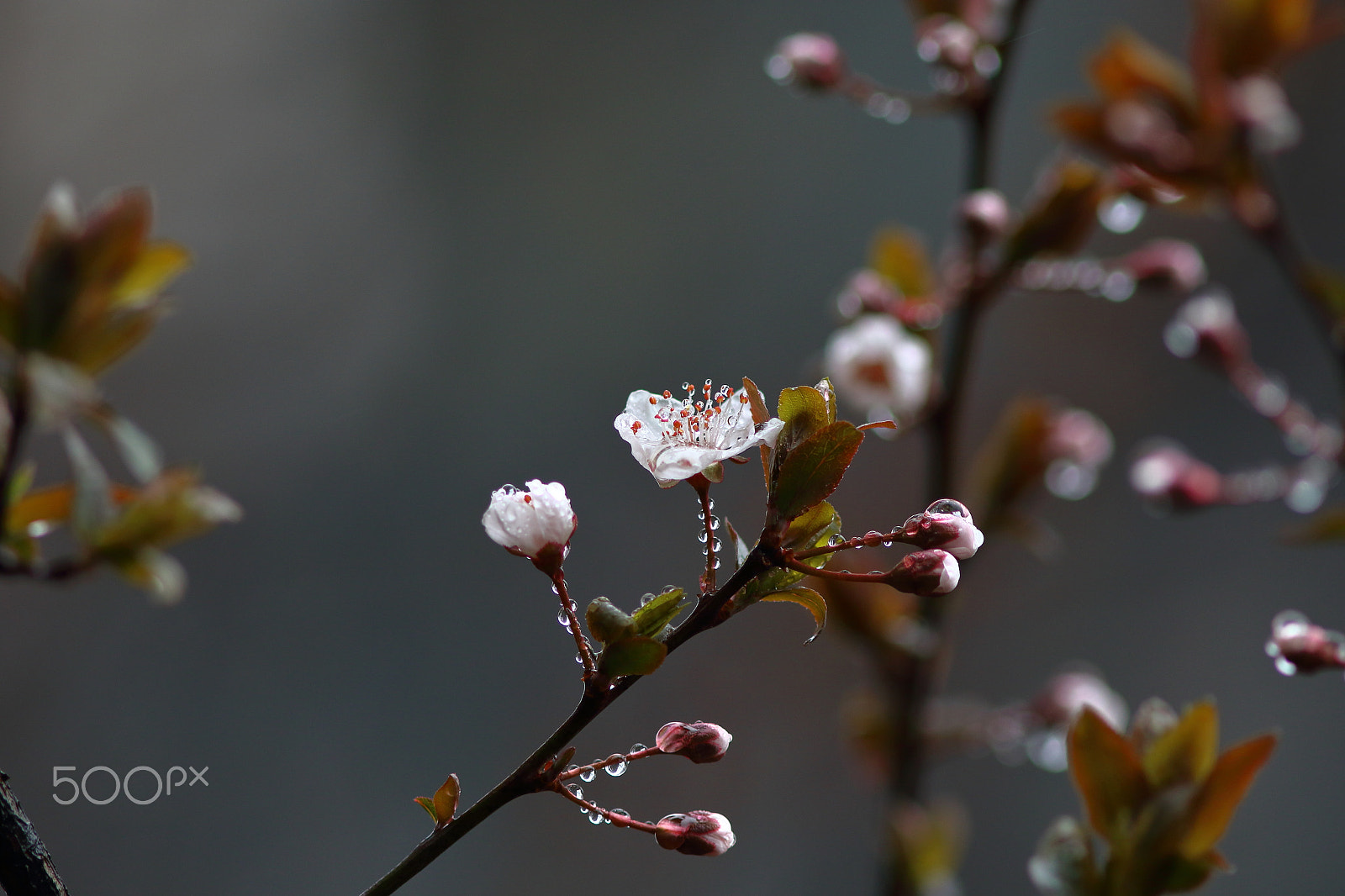 Canon EF 300mm F4L IS USM sample photo. 李花开 photography