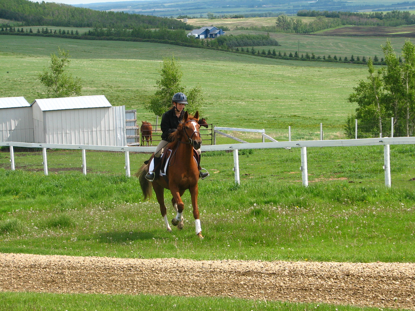 Canon POWERSHOT S2 IS sample photo. Action shot of epona photography