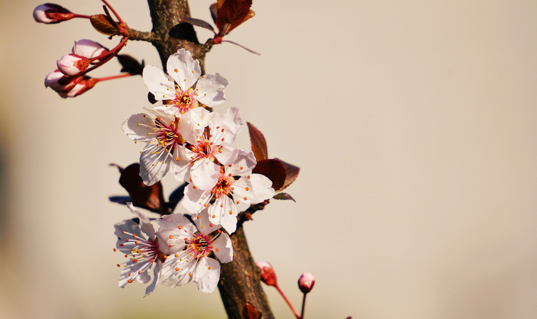 Sony E 55-210mm F4.5-6.3 OSS sample photo. Cherry is blossom ,spring is coming photography