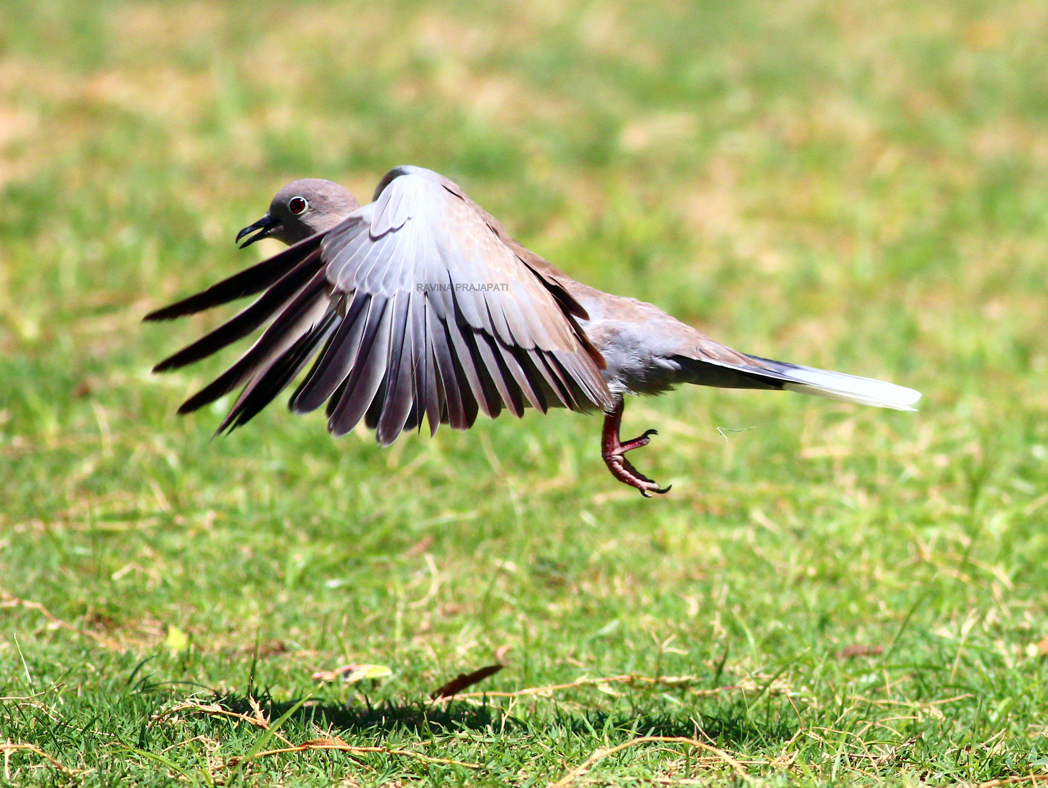 Canon EOS 600D (Rebel EOS T3i / EOS Kiss X5) + Canon EF 400mm F5.6L USM sample photo. Eurasian collared dove   photography