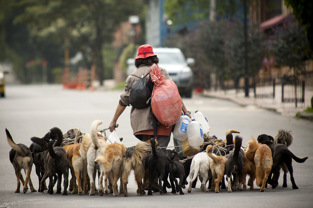 Canon EOS 50D + Sigma 70-200mm F2.8 EX DG OS HSM sample photo. Perros photography