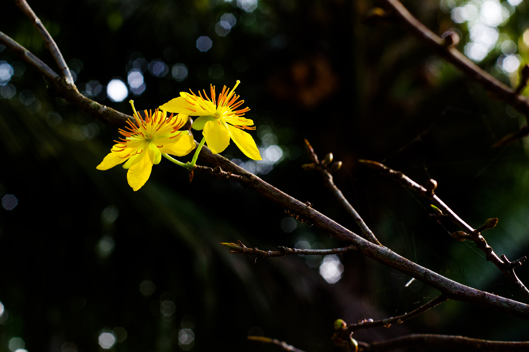 Pentax smc FA 43mm F1.9 Limited sample photo. Hoa mai 2 photography