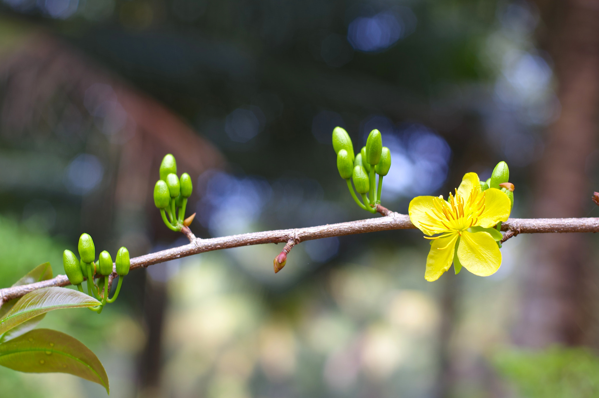 Pentax K-3 sample photo. Hoa mai photography